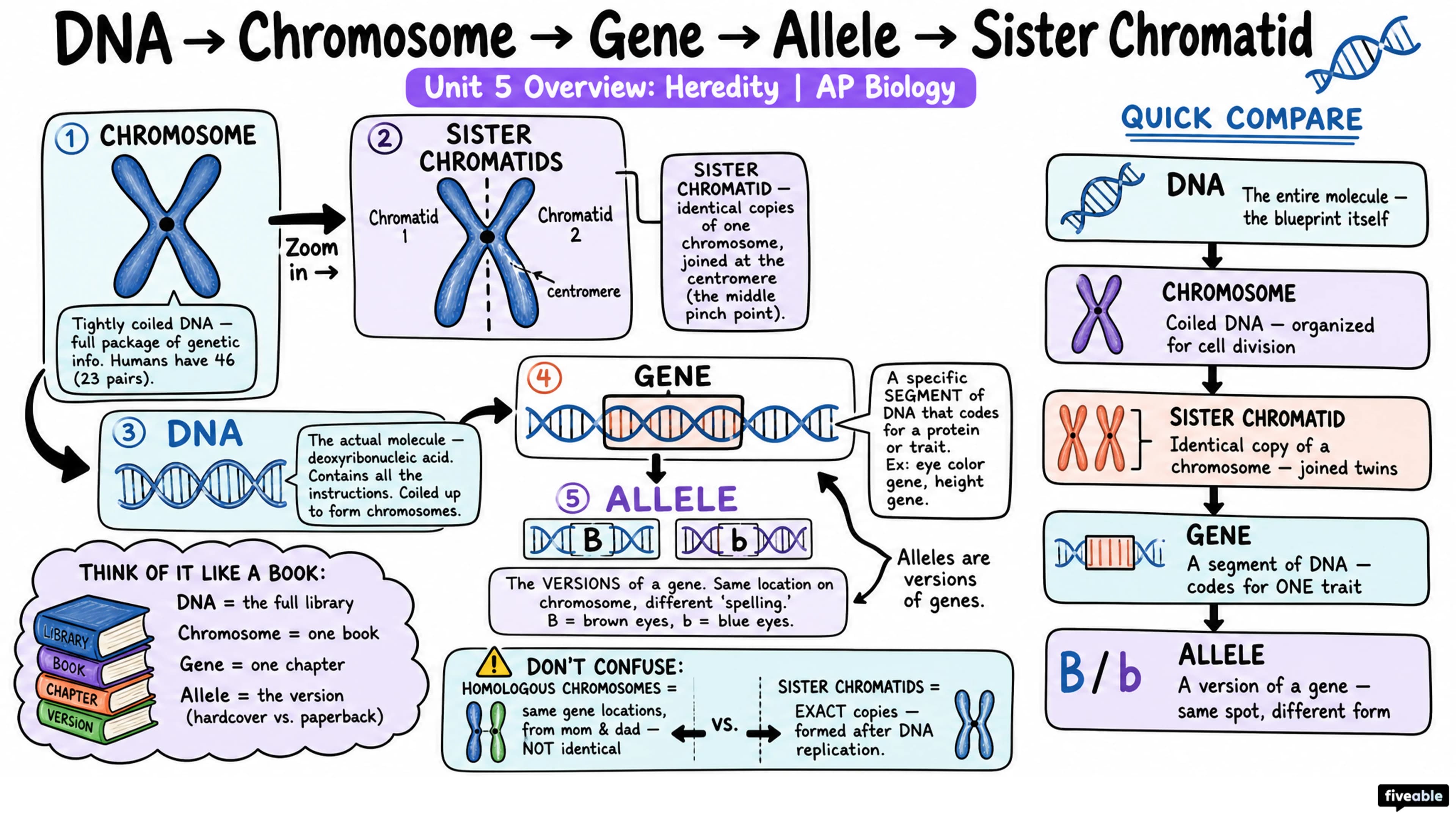 Unit 5 Overview: Heredity - AP Biology - Unit 5 visual cheatsheet