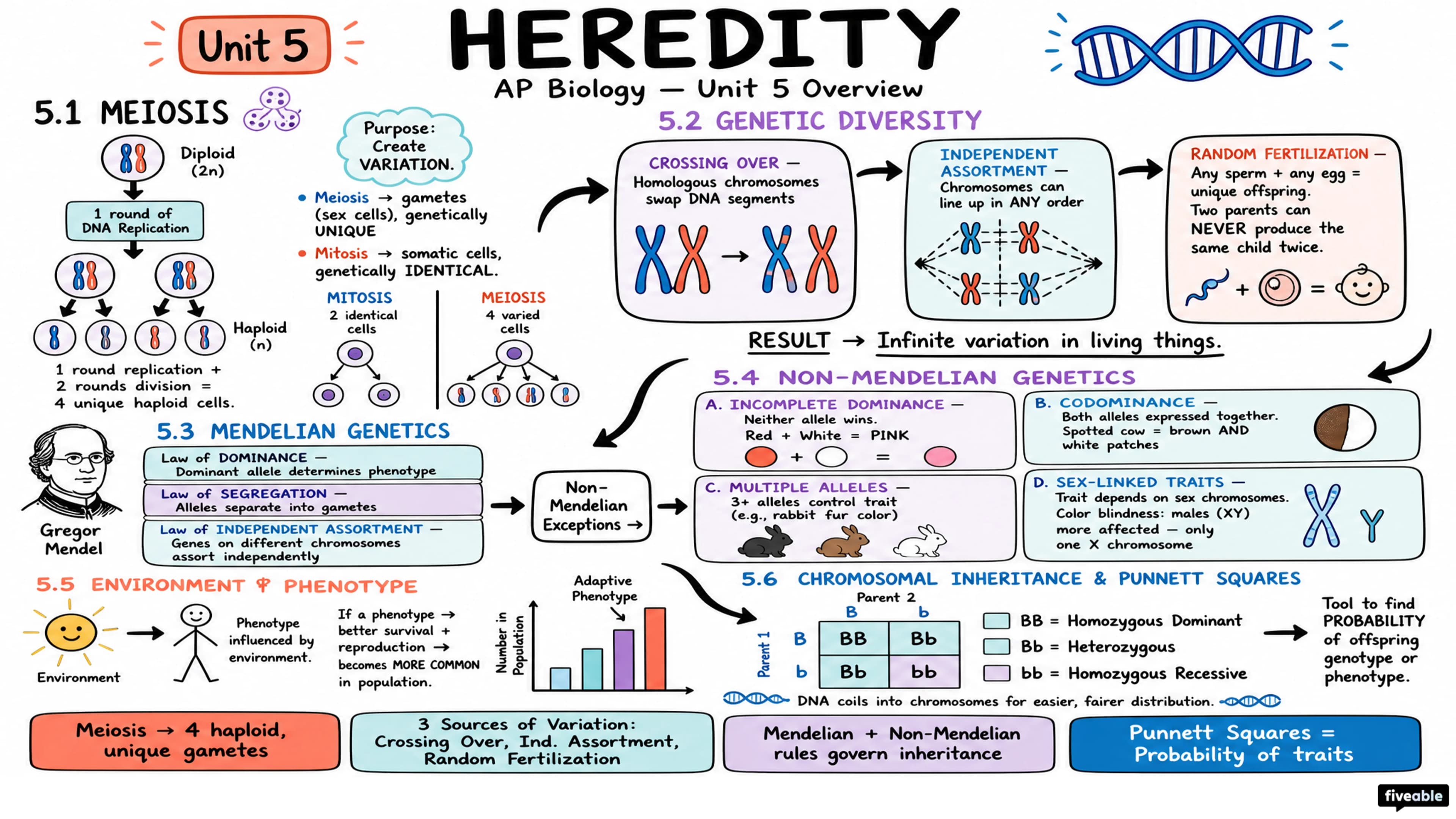 Unit 5 Overview: Heredity - AP Biology - Unit 5 visual cheatsheet