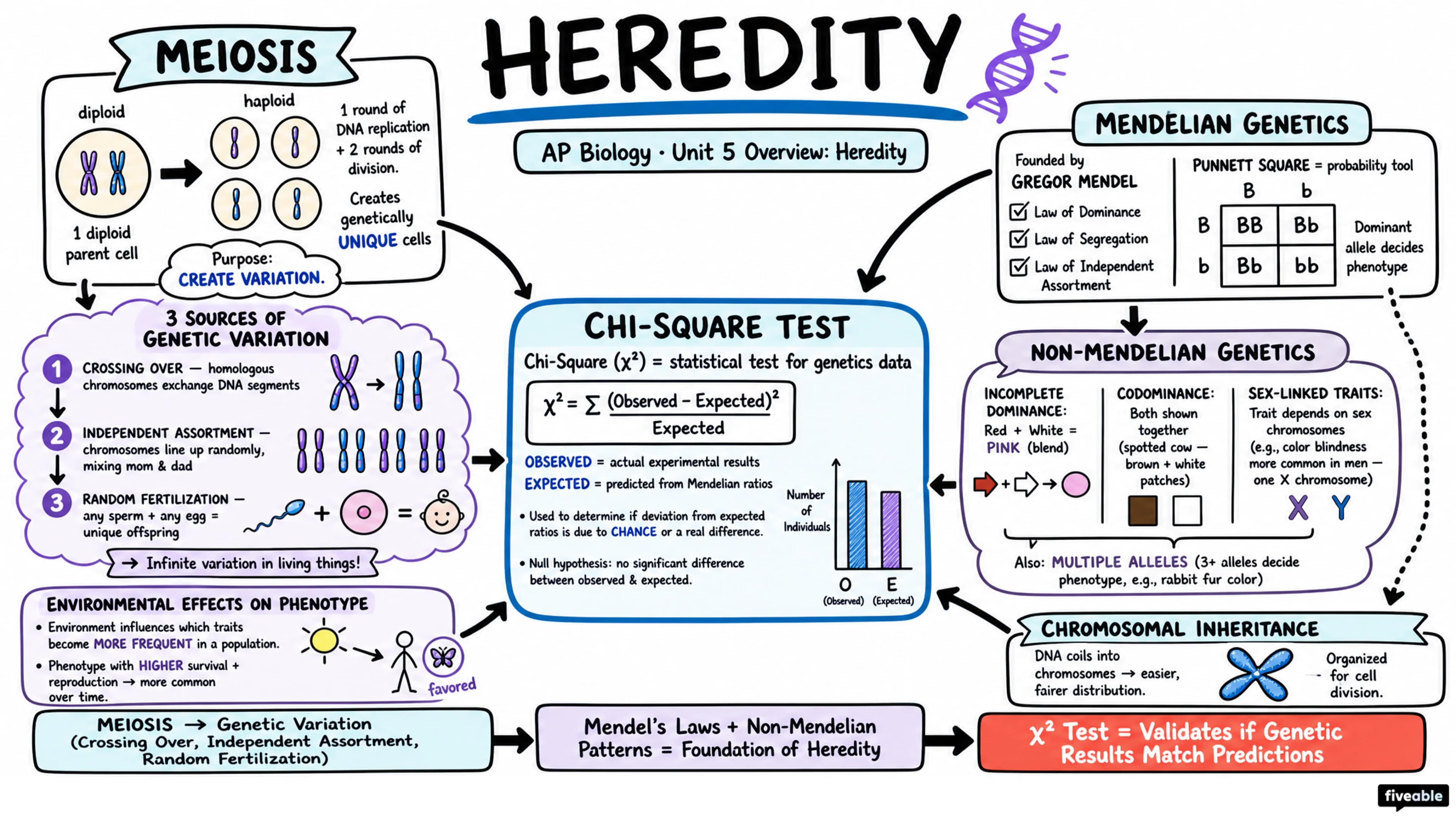 Unit 5 Overview: Heredity - AP Biology - Unit 5 visual cheatsheet