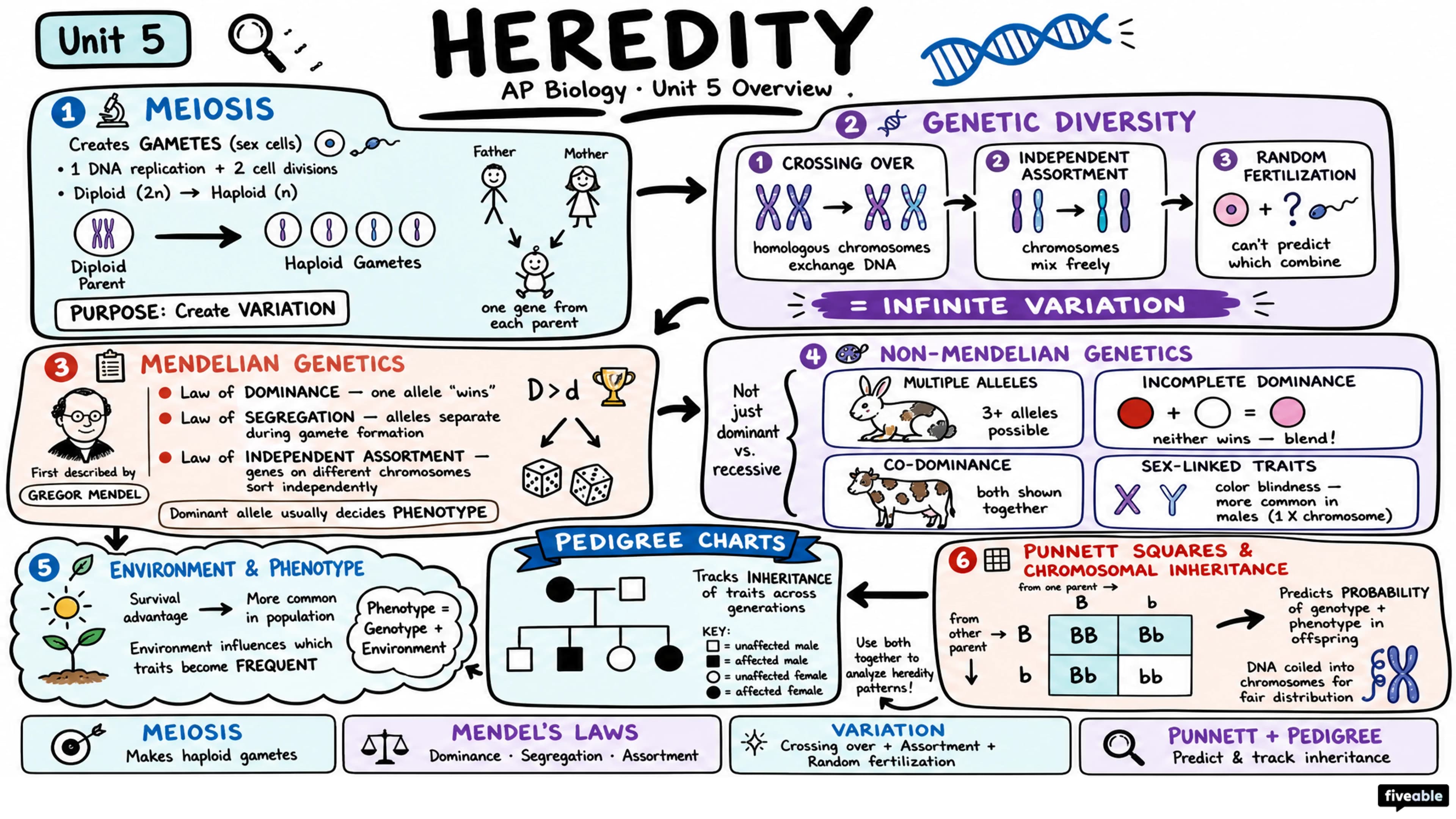 Unit 5 Overview: Heredity - AP Biology - Unit 5 visual cheatsheet