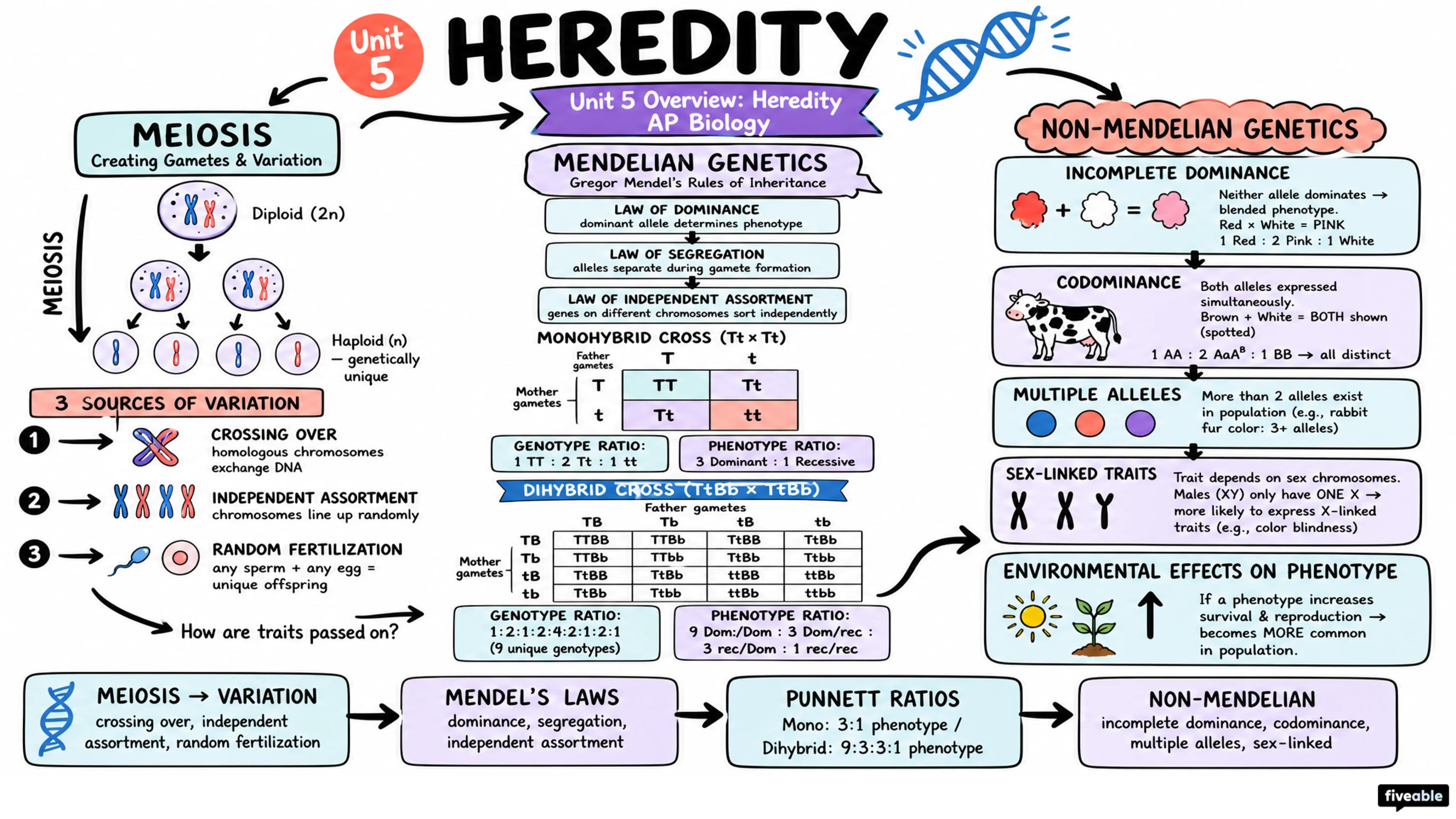 Unit 5 Overview: Heredity - AP Biology - Unit 5 visual cheatsheet