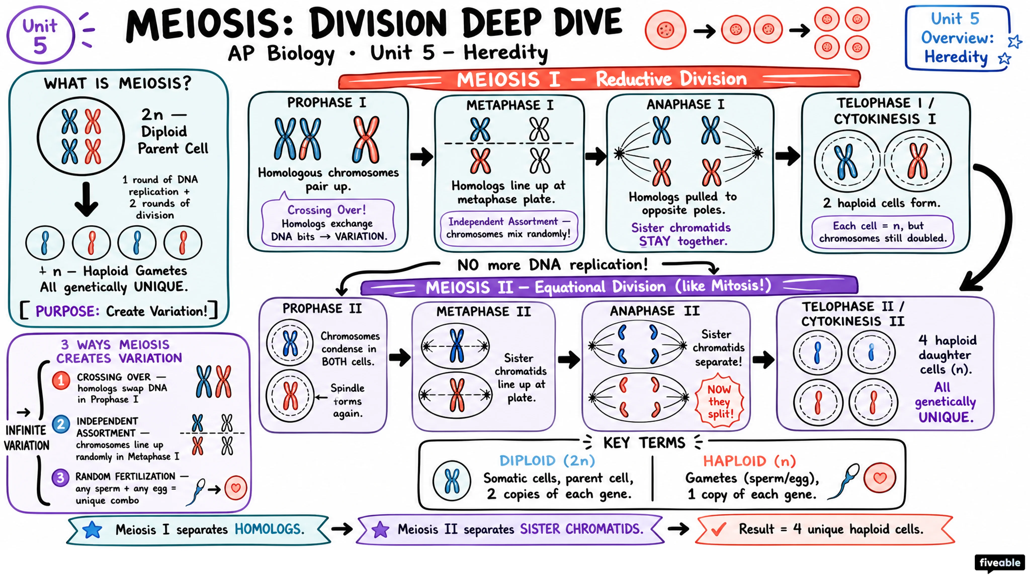 Unit 5 Overview: Heredity - AP Biology - Unit 5 visual cheatsheet