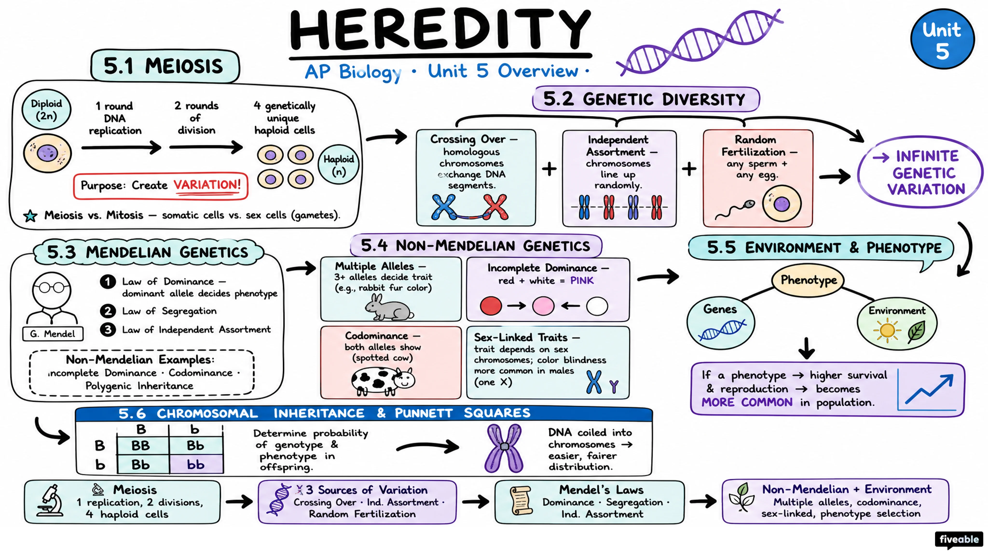 Unit 5 Overview: Heredity - AP Biology - Unit 5 visual cheatsheet