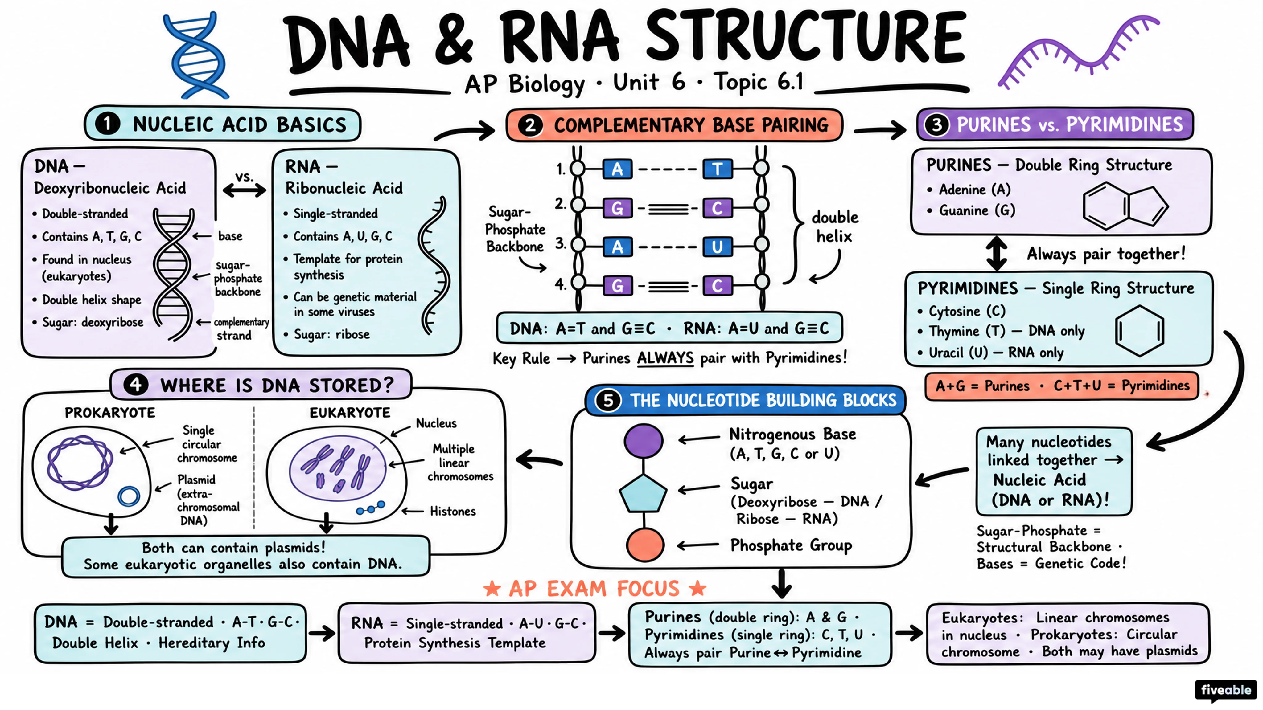 6.1 DNA and RNA Structure - AP Biology - Unit 6 visual cheatsheet