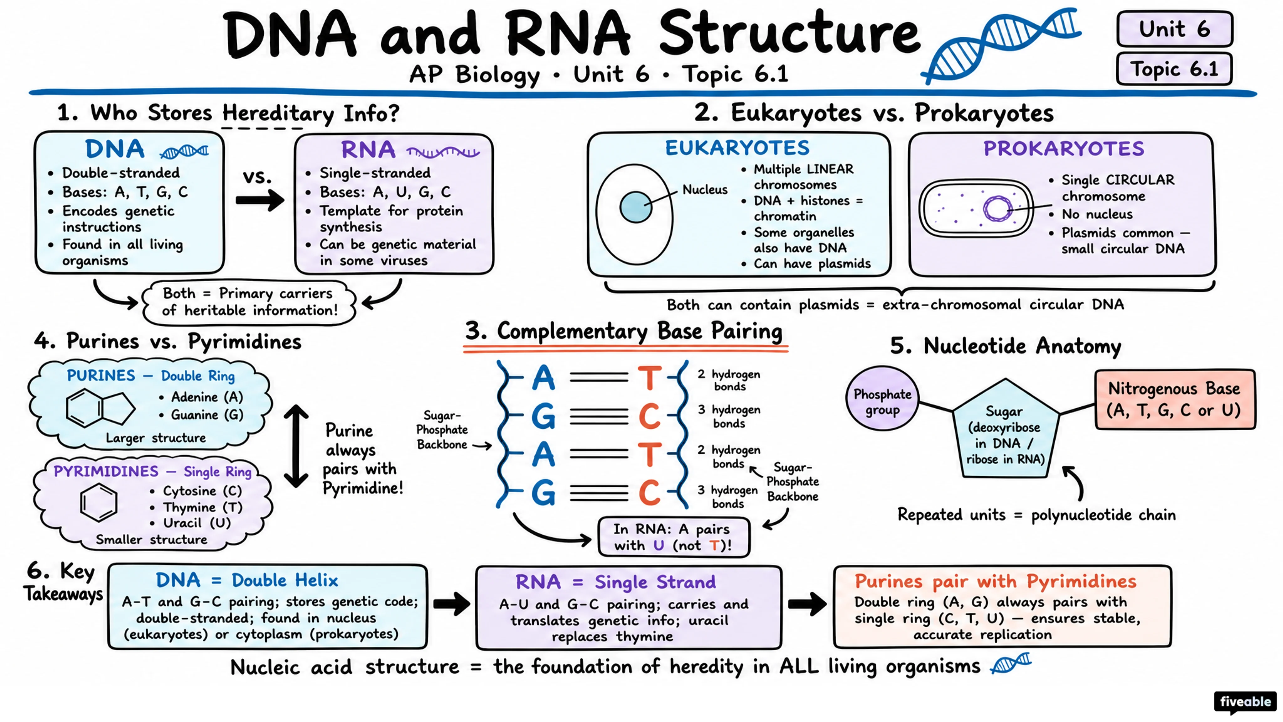 6.1 DNA and RNA Structure - AP Biology - Unit 6 visual cheatsheet