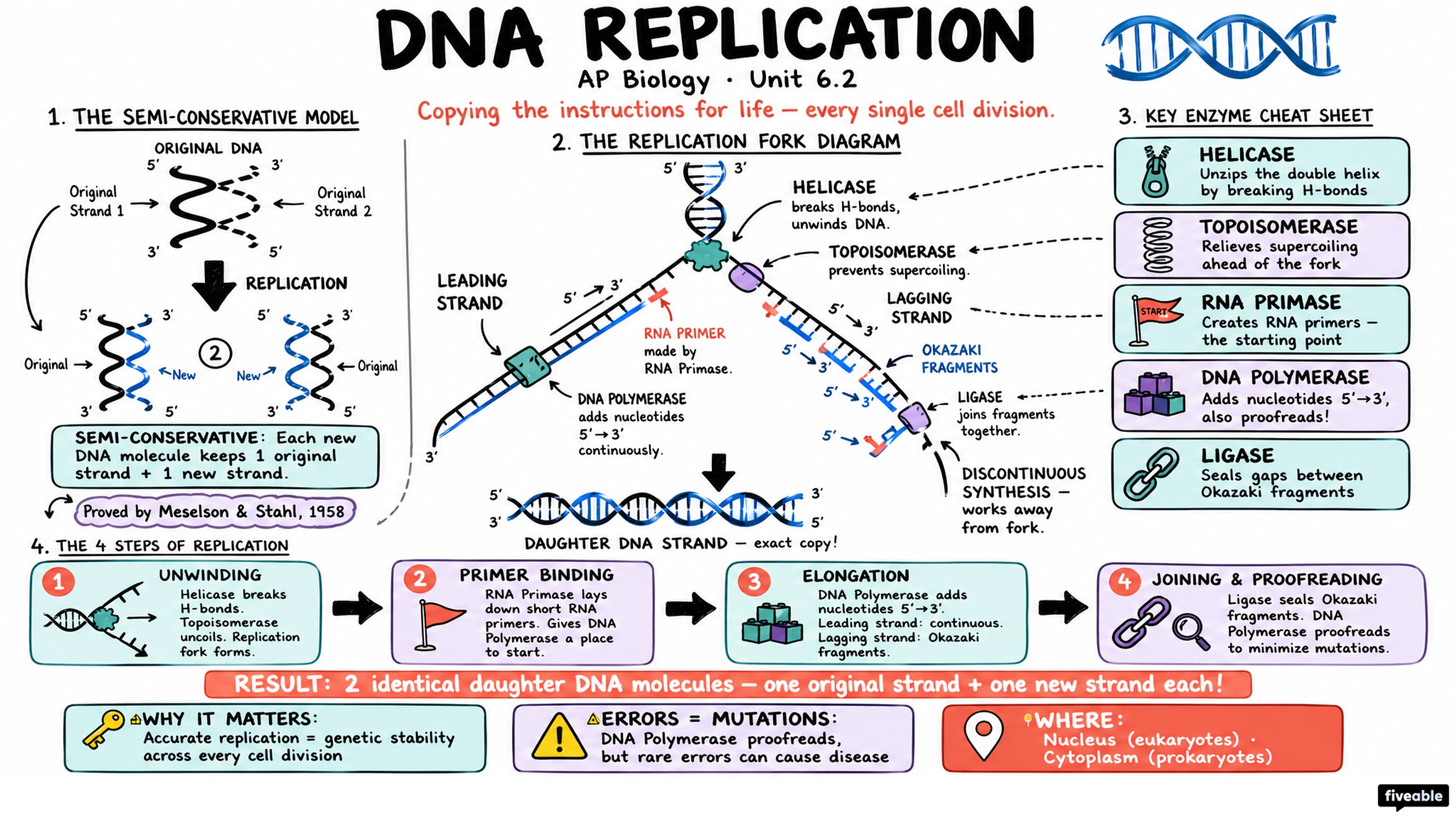 6.2 DNA Replication - AP Biology - Unit 6 visual cheatsheet