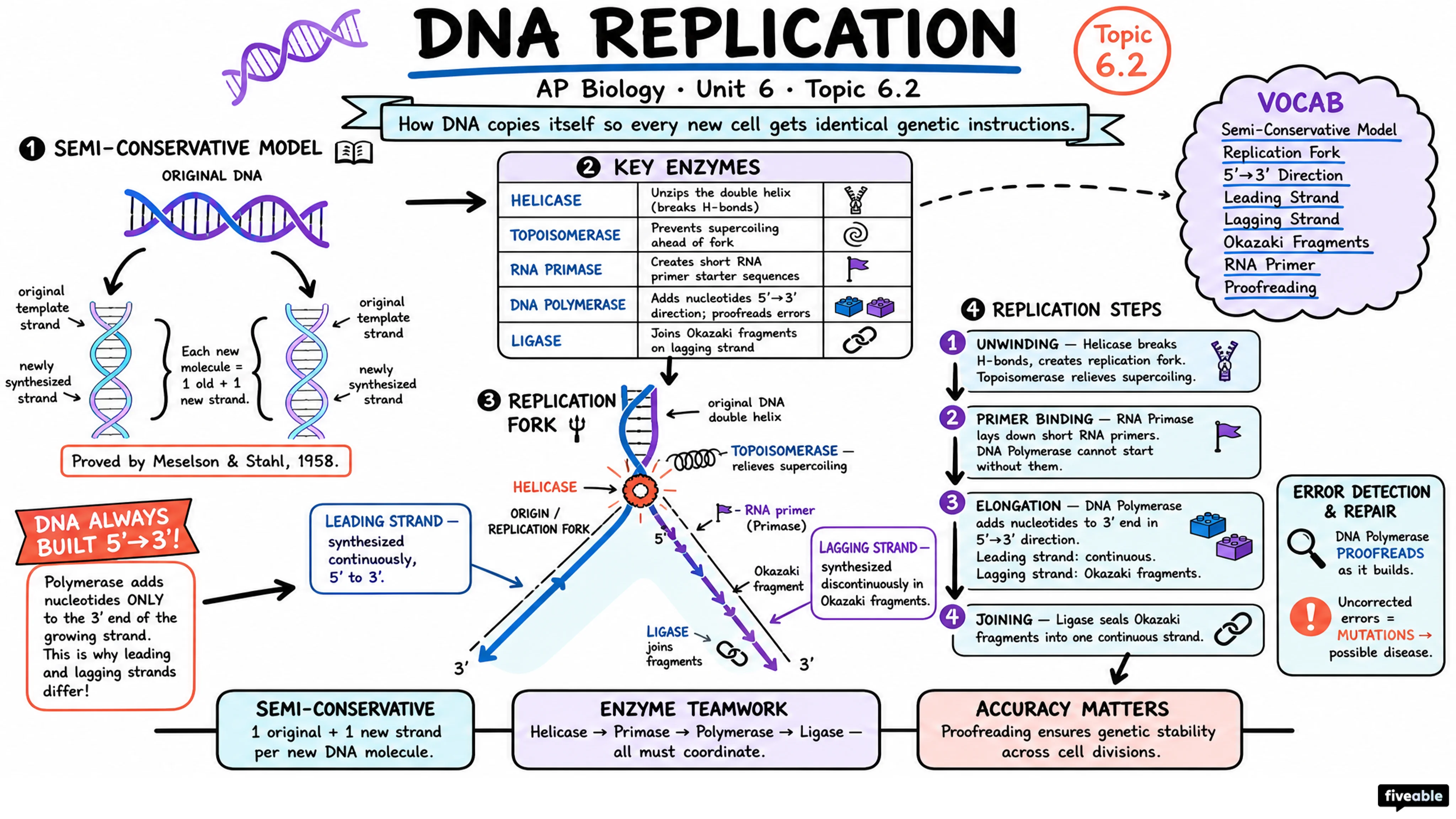 6.2 DNA Replication - AP Biology - Unit 6 visual cheatsheet