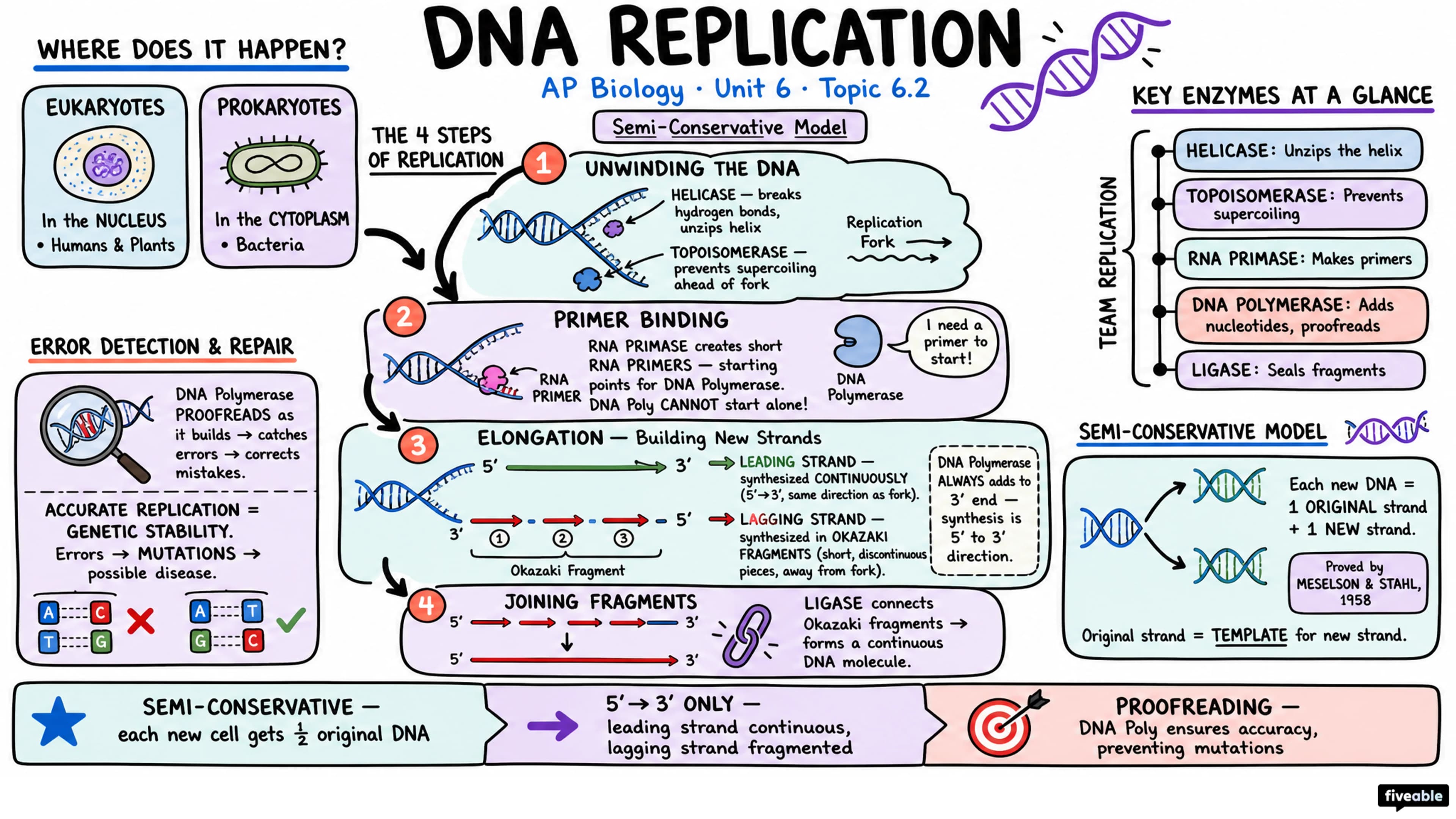 6.2 DNA Replication - AP Biology - Unit 6 visual cheatsheet