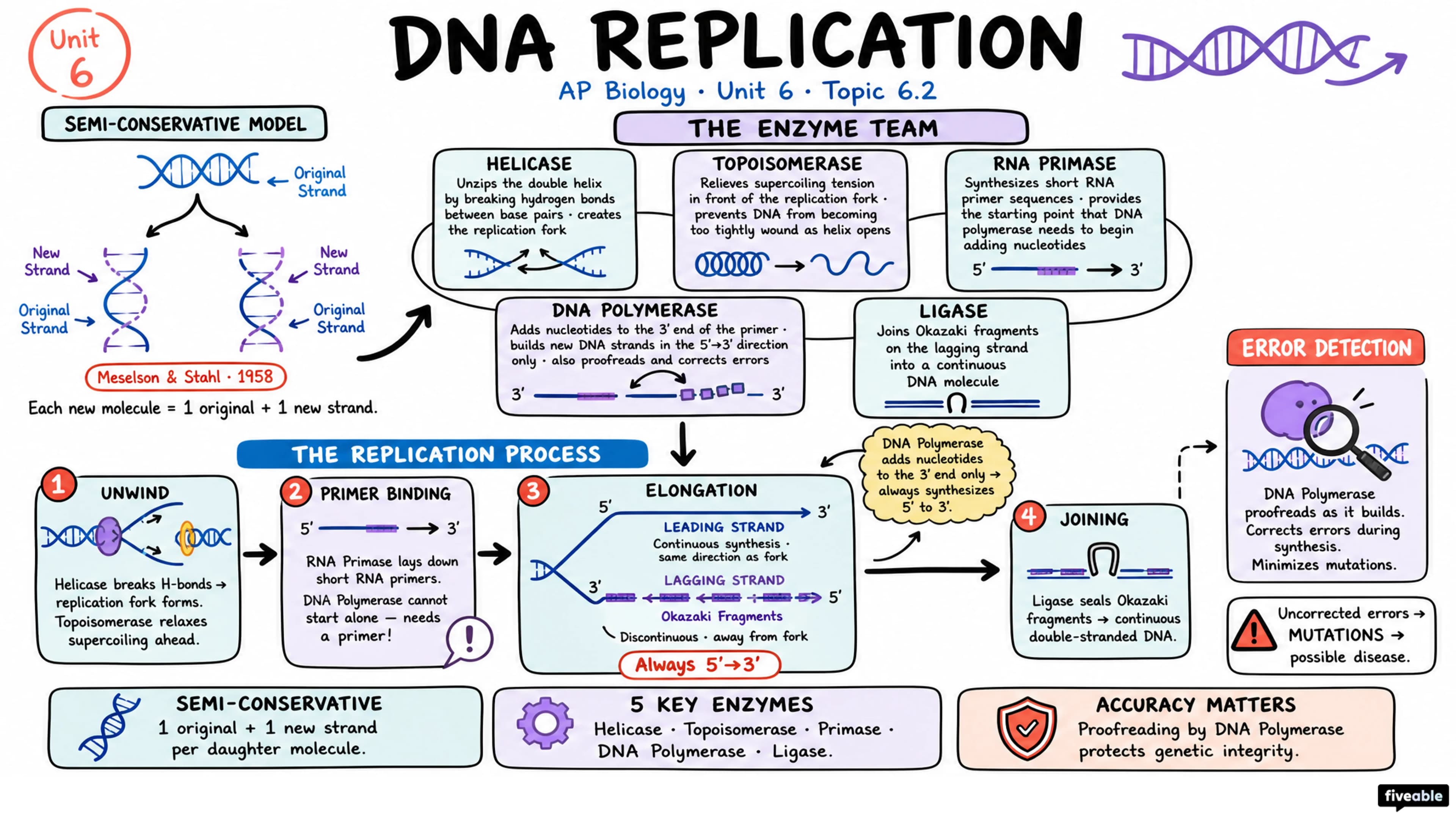 6.2 DNA Replication - AP Biology - Unit 6 visual cheatsheet
