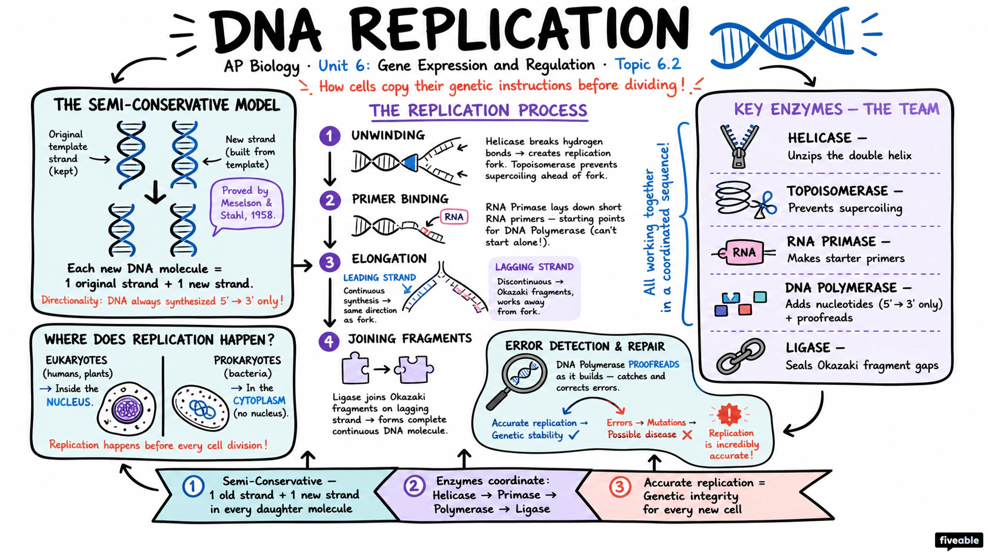 6.2 DNA Replication - AP Biology - Unit 6 visual cheatsheet