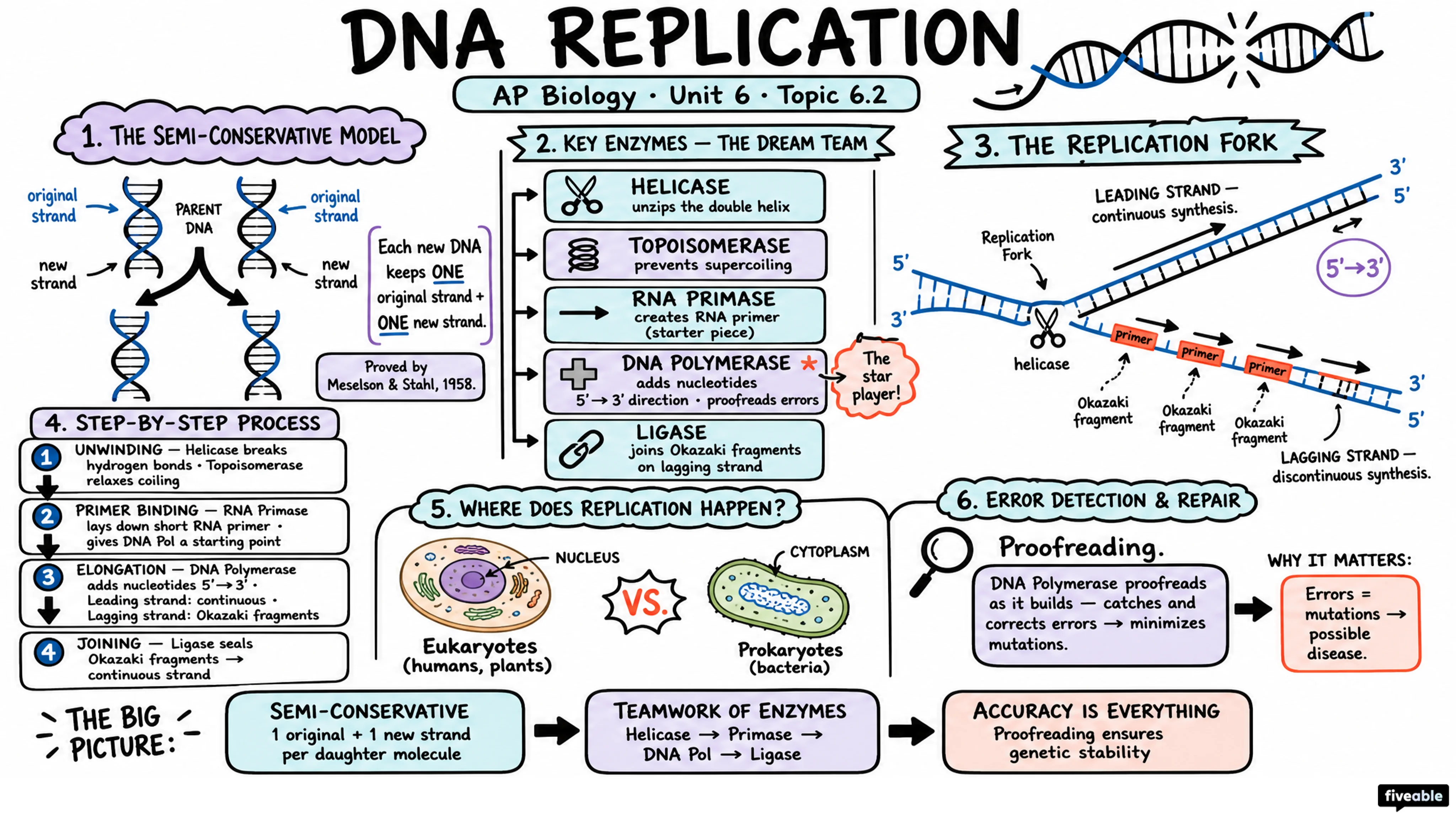 6.2 DNA Replication - AP Biology - Unit 6 visual cheatsheet