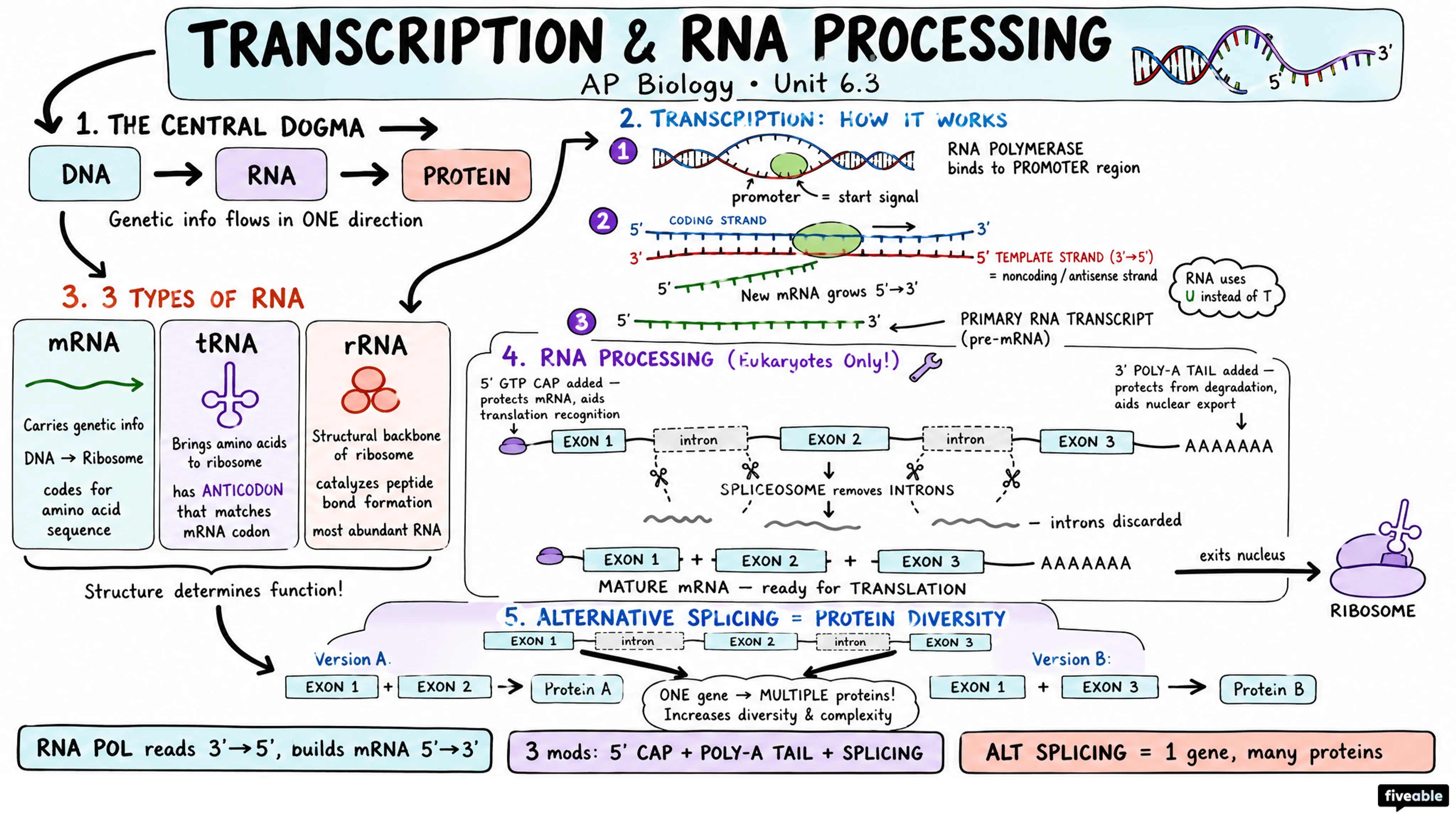6.3 Transcription and RNA Processing - AP Biology - Unit 6 visual cheatsheet