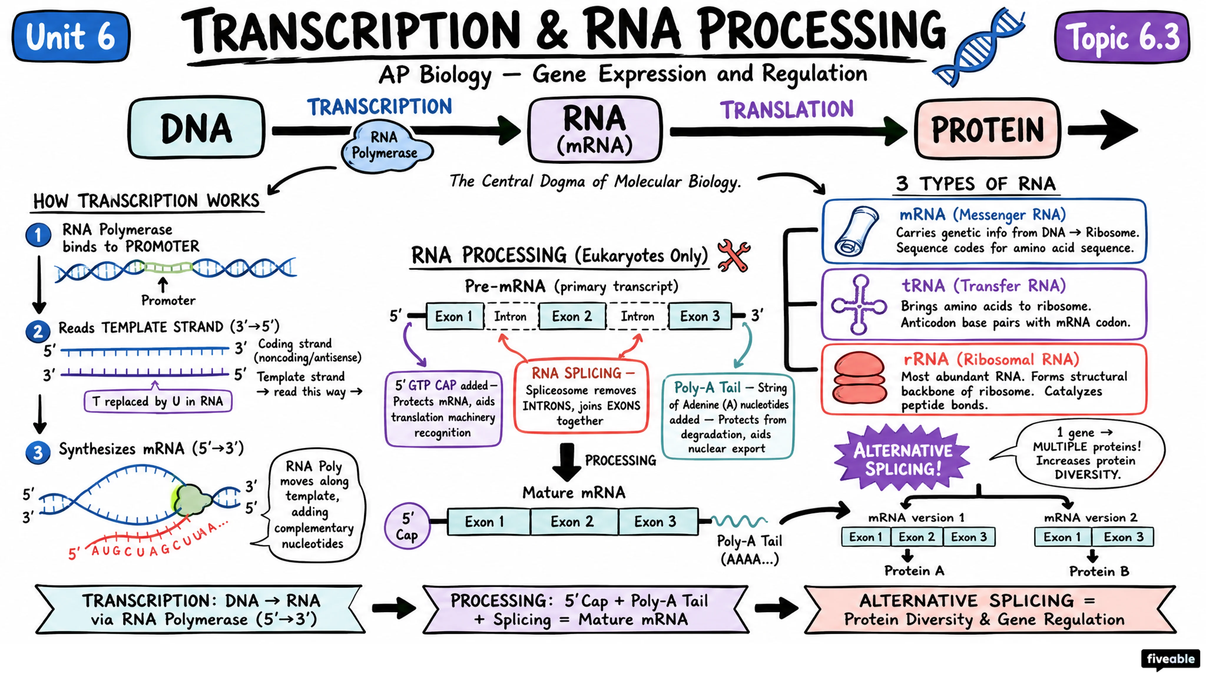 6.3 Transcription and RNA Processing - AP Biology - Unit 6 visual cheatsheet