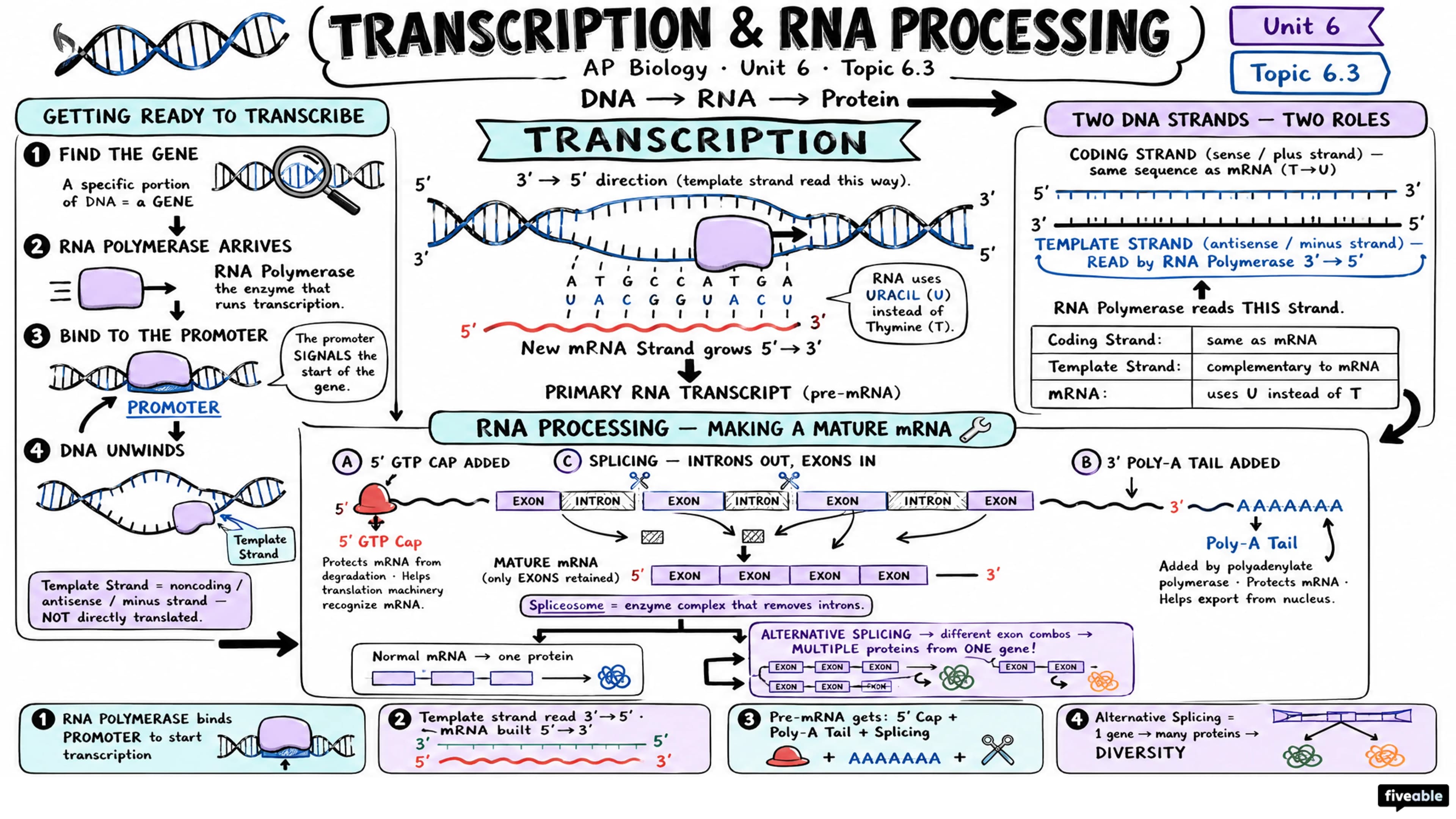 6.3 Transcription and RNA Processing - AP Biology - Unit 6 visual cheatsheet
