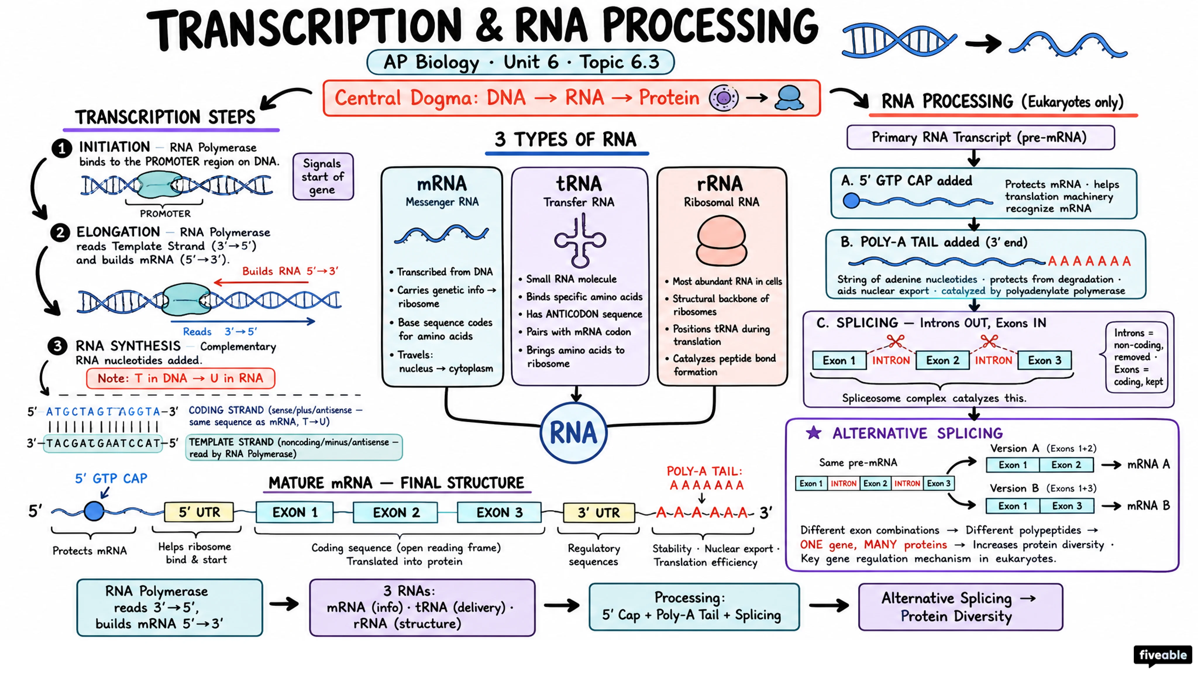 6.3 Transcription and RNA Processing - AP Biology - Unit 6 visual cheatsheet