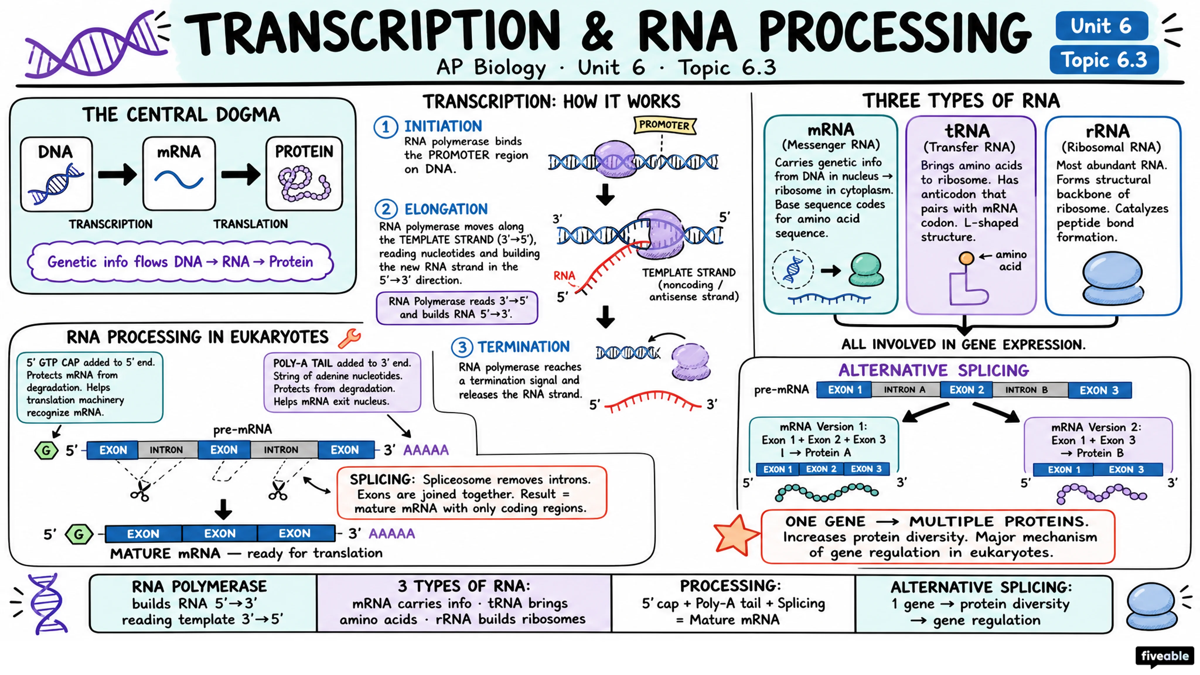 6.3 Transcription and RNA Processing - AP Biology - Unit 6 visual cheatsheet