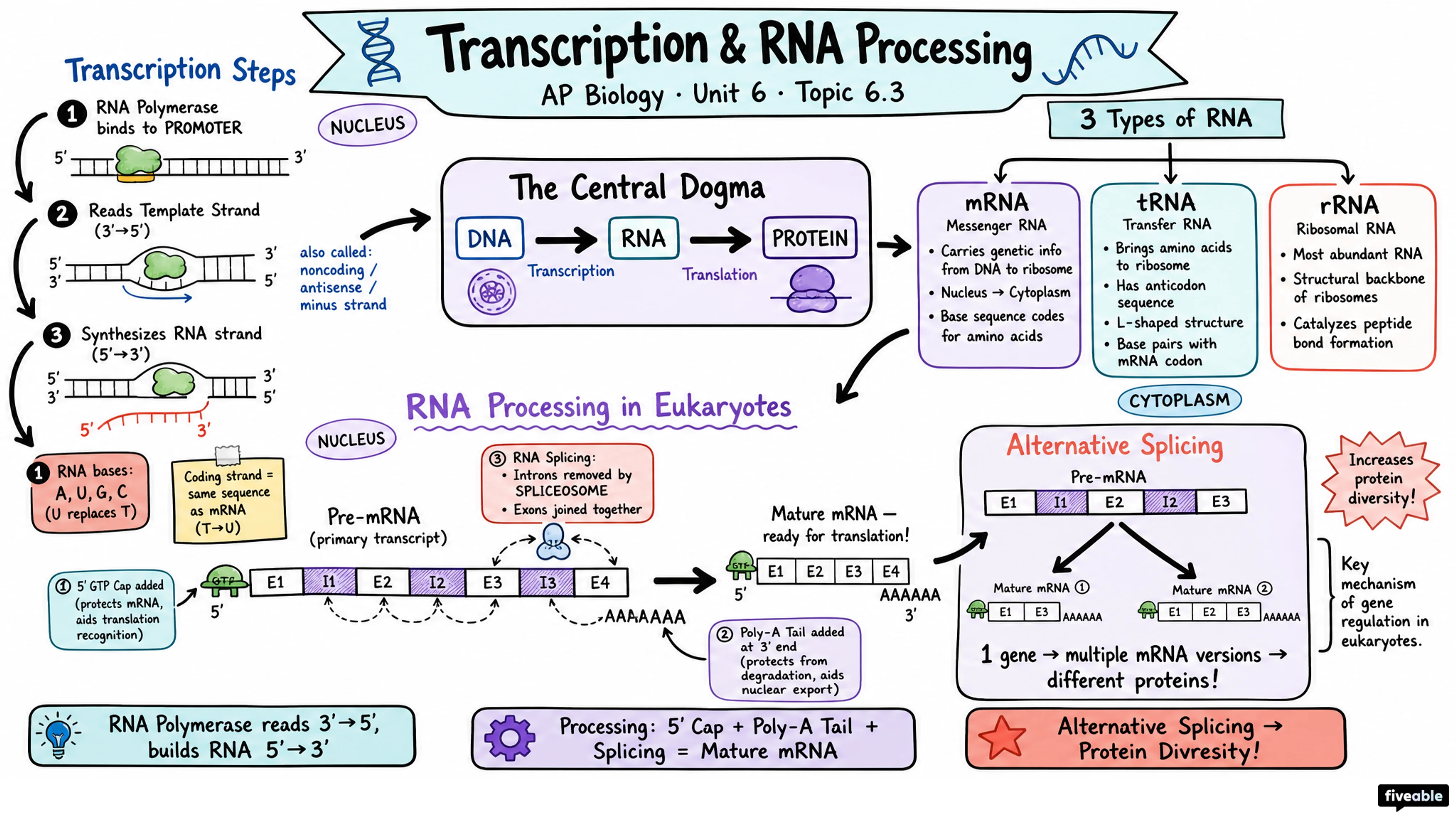 6.3 Transcription and RNA Processing - AP Biology - Unit 6 visual cheatsheet