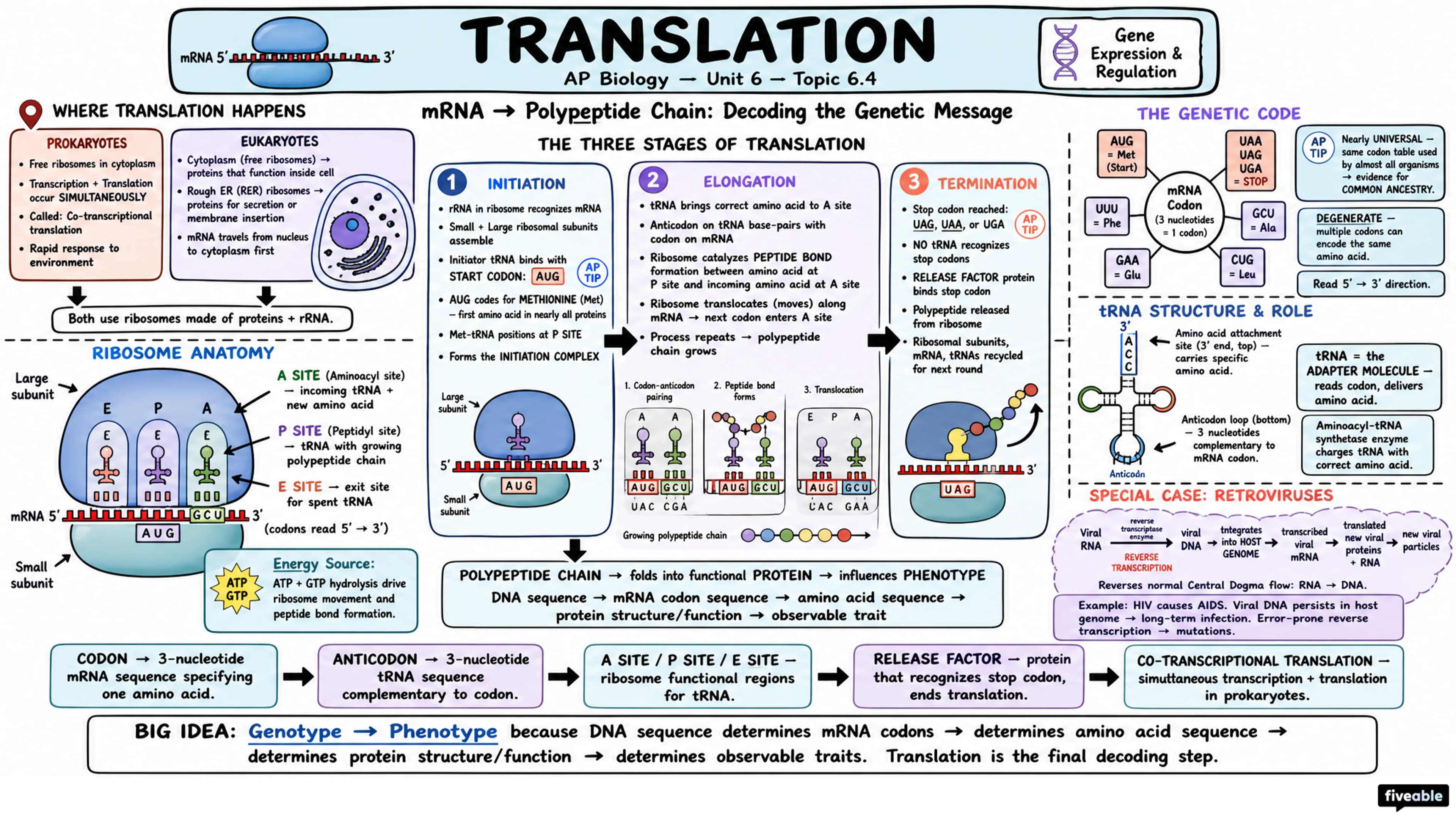 6.4 Translation - AP Biology - Unit 6 visual cheatsheet