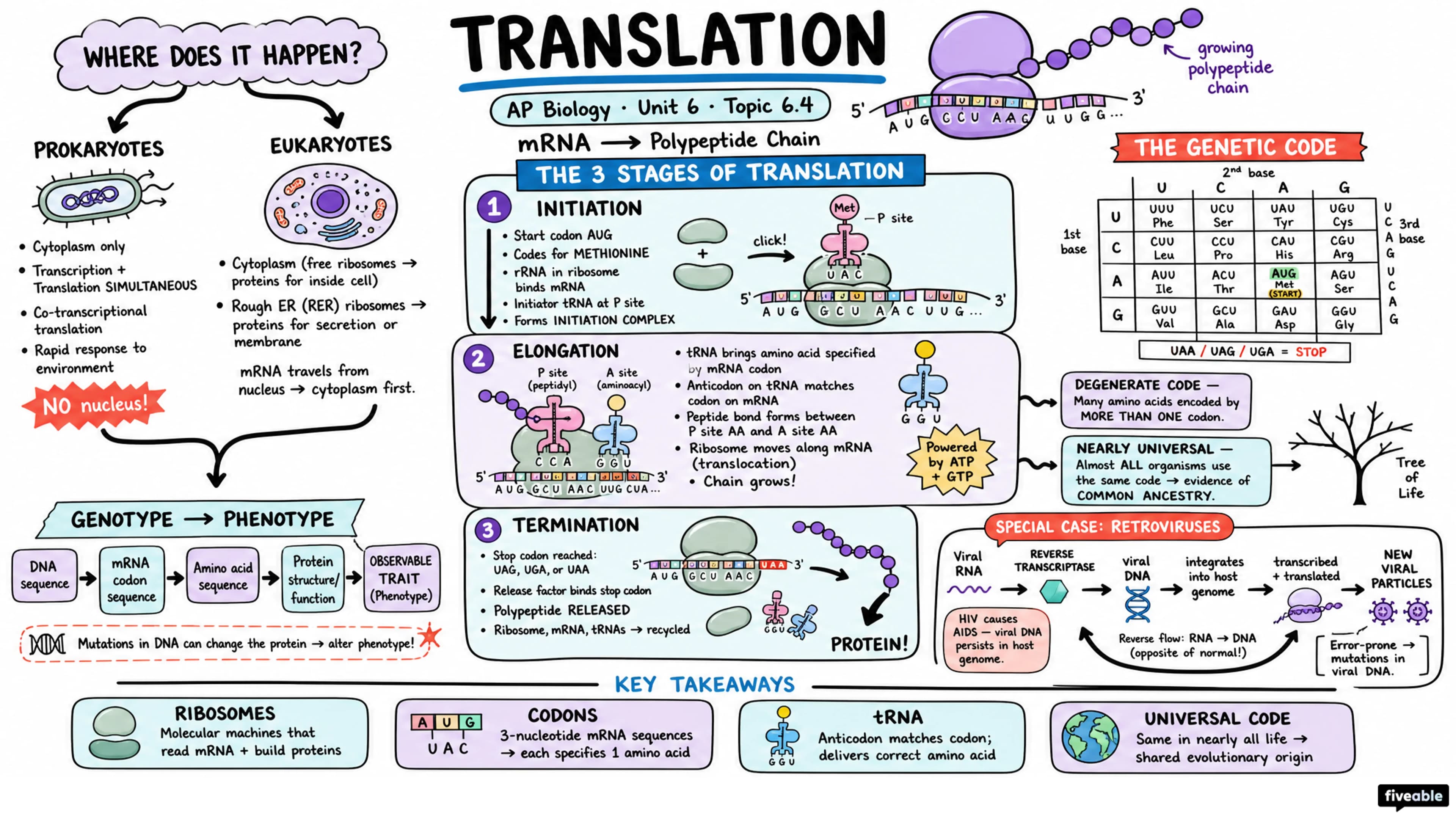 6.4 Translation - AP Biology - Unit 6 visual cheatsheet