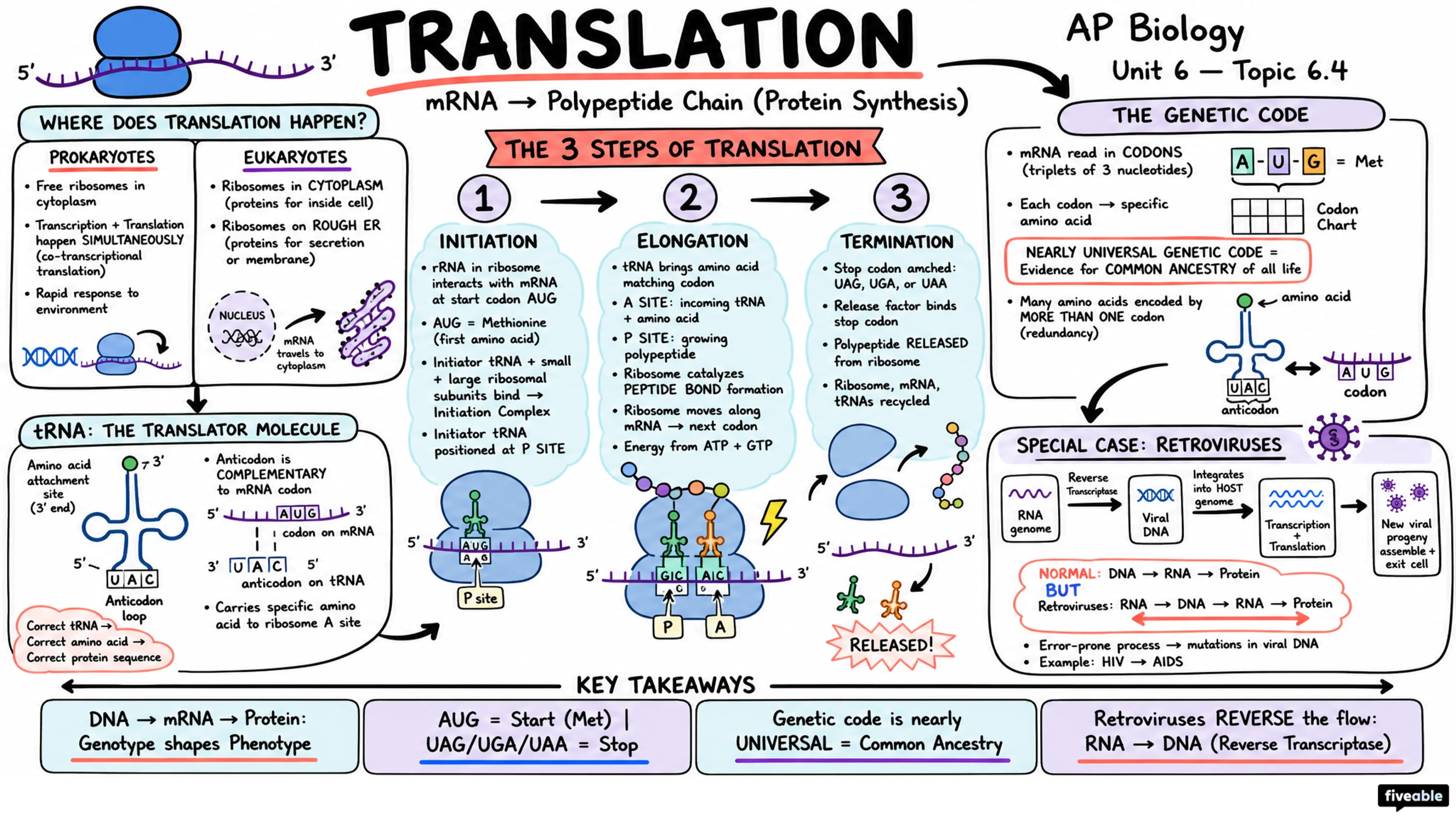 6.4 Translation - AP Biology - Unit 6 visual cheatsheet