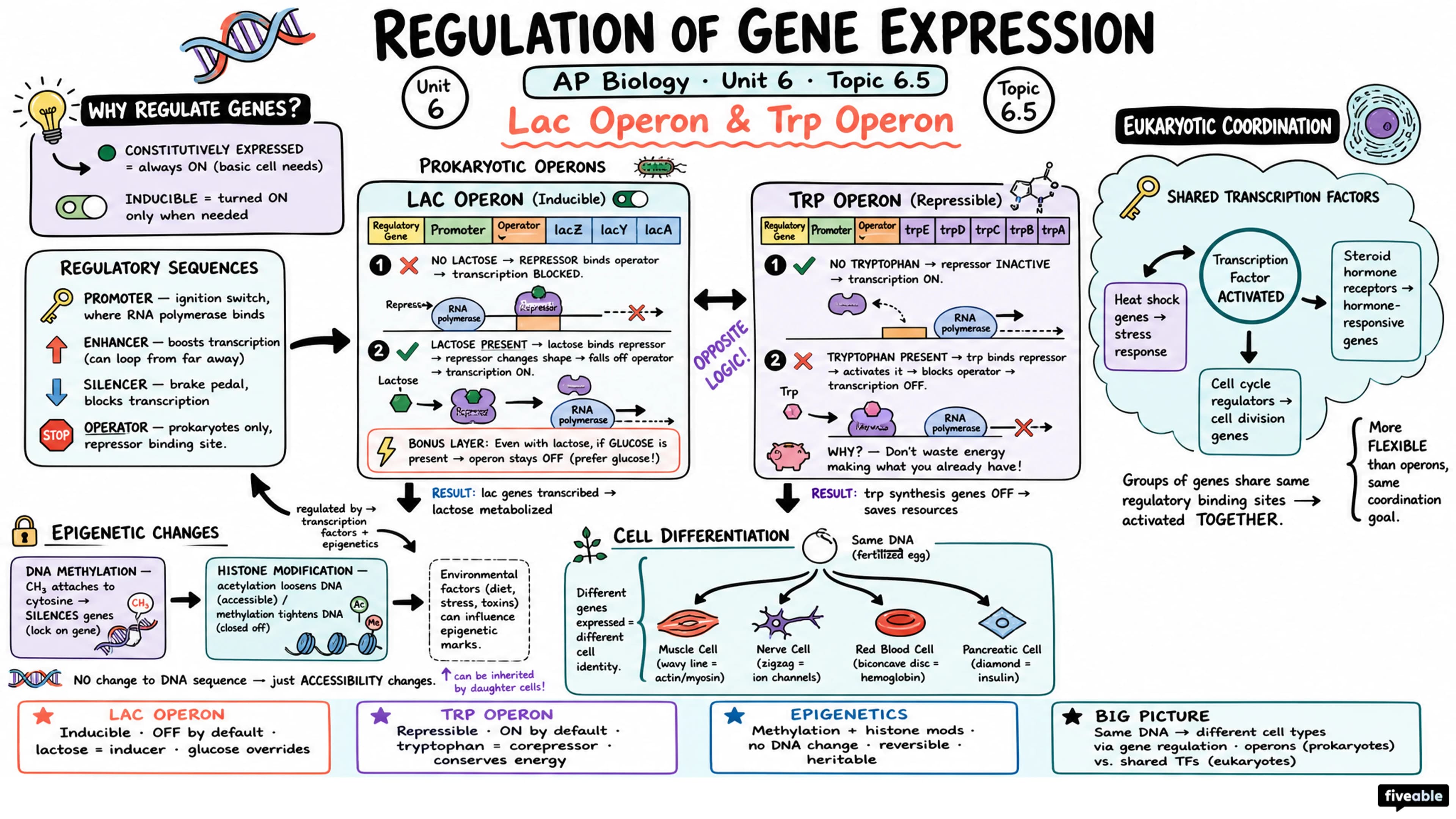 6.5 Regulation of Gene Expression - AP Biology - Unit 6 visual cheatsheet