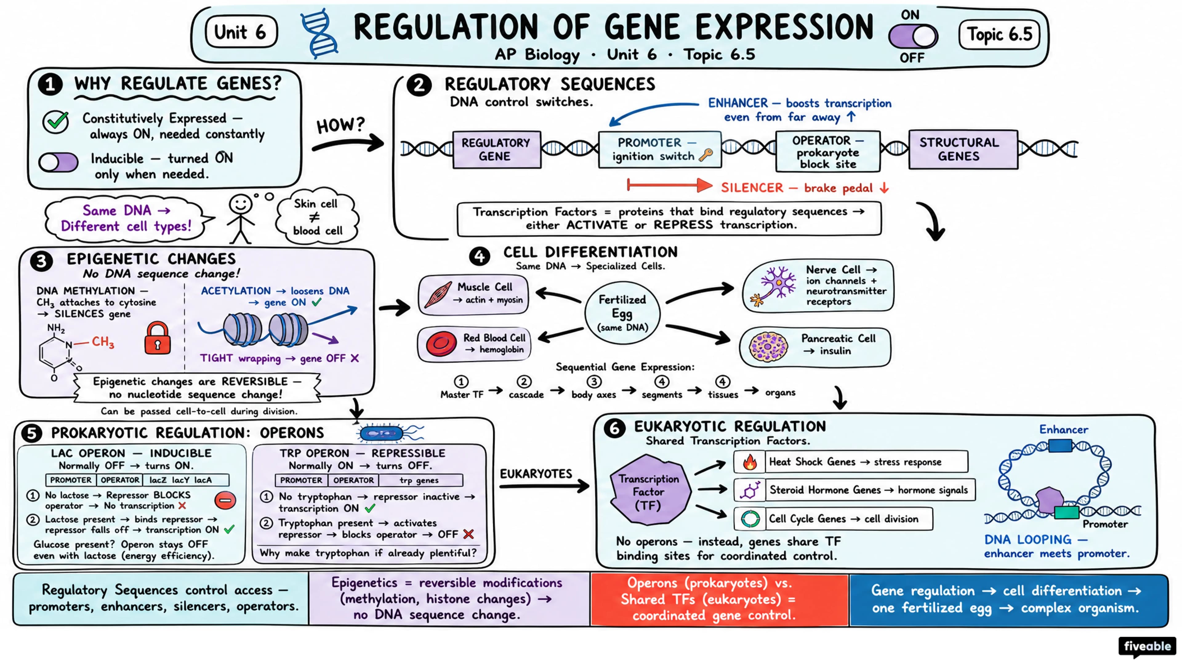 6.5 Regulation of Gene Expression - AP Biology - Unit 6 visual cheatsheet