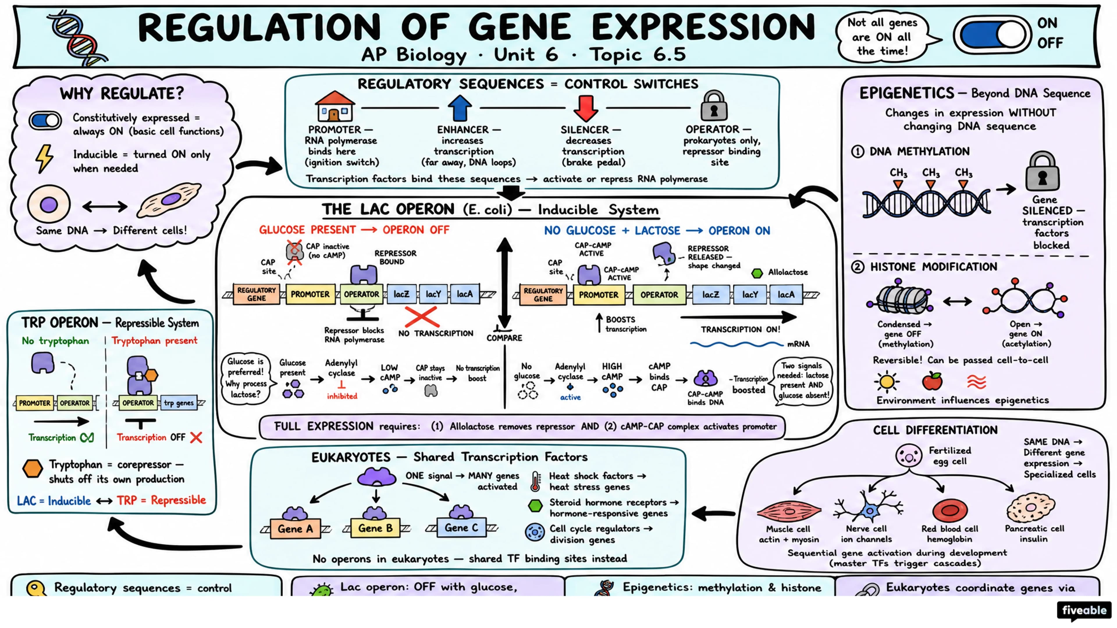 6.5 Regulation of Gene Expression - AP Biology - Unit 6 visual cheatsheet