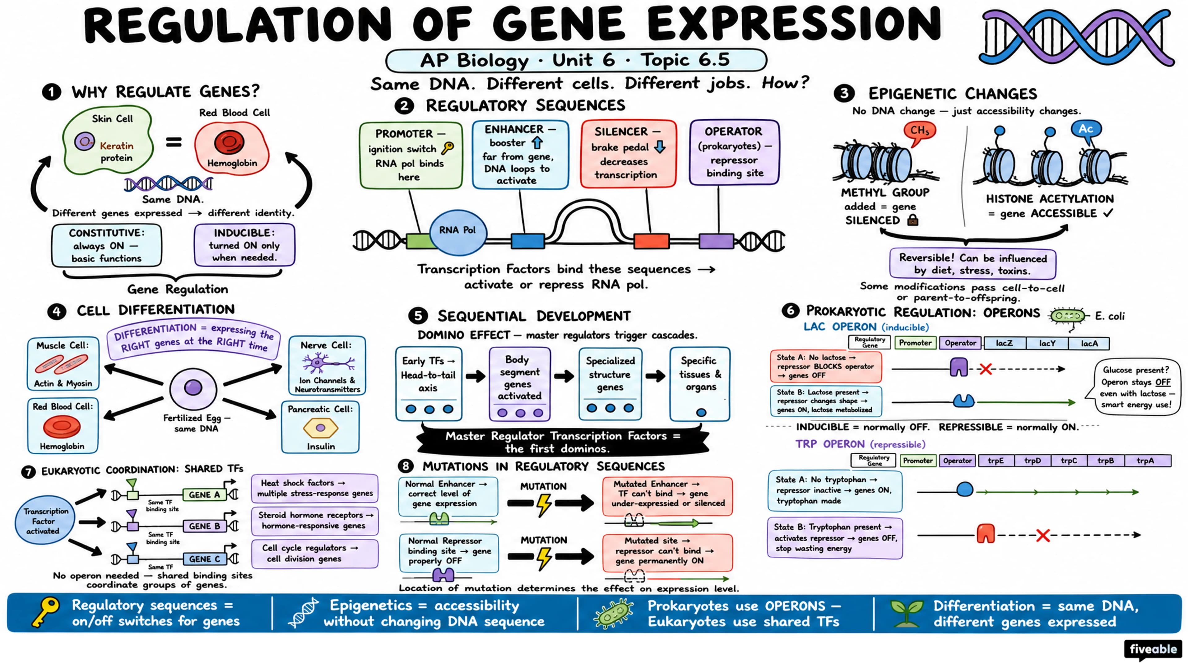 6.5 Regulation of Gene Expression - AP Biology - Unit 6 visual cheatsheet