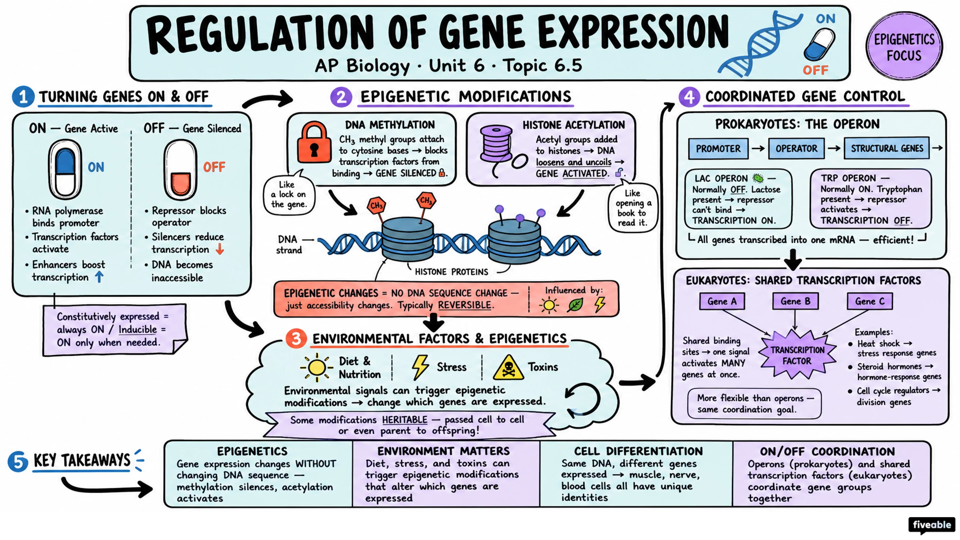 6.5 Regulation of Gene Expression - AP Biology - Unit 6 visual cheatsheet