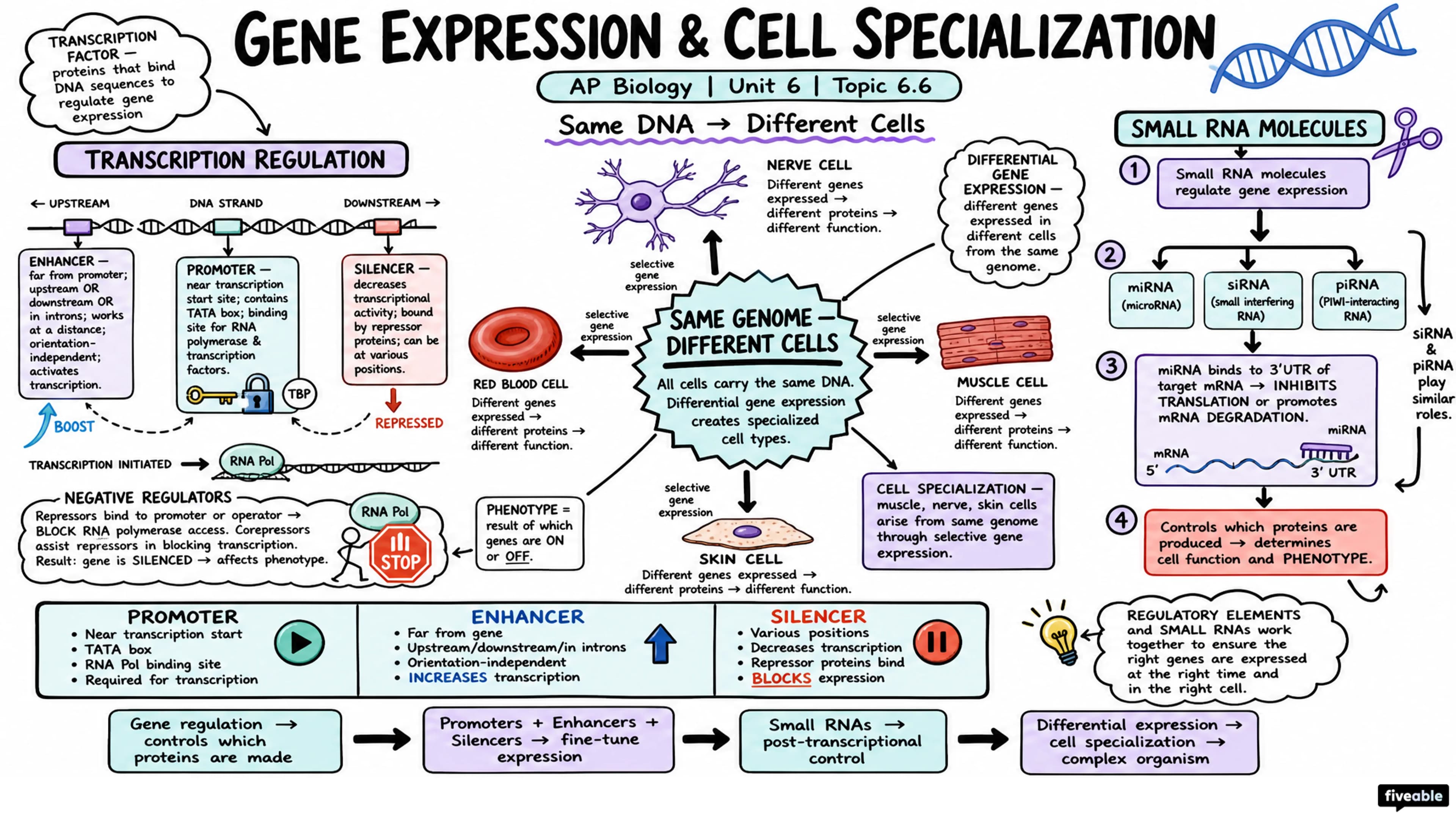 6.6 Gene Expression and Cell Specialization - AP Biology - Unit 6 visual cheatsheet