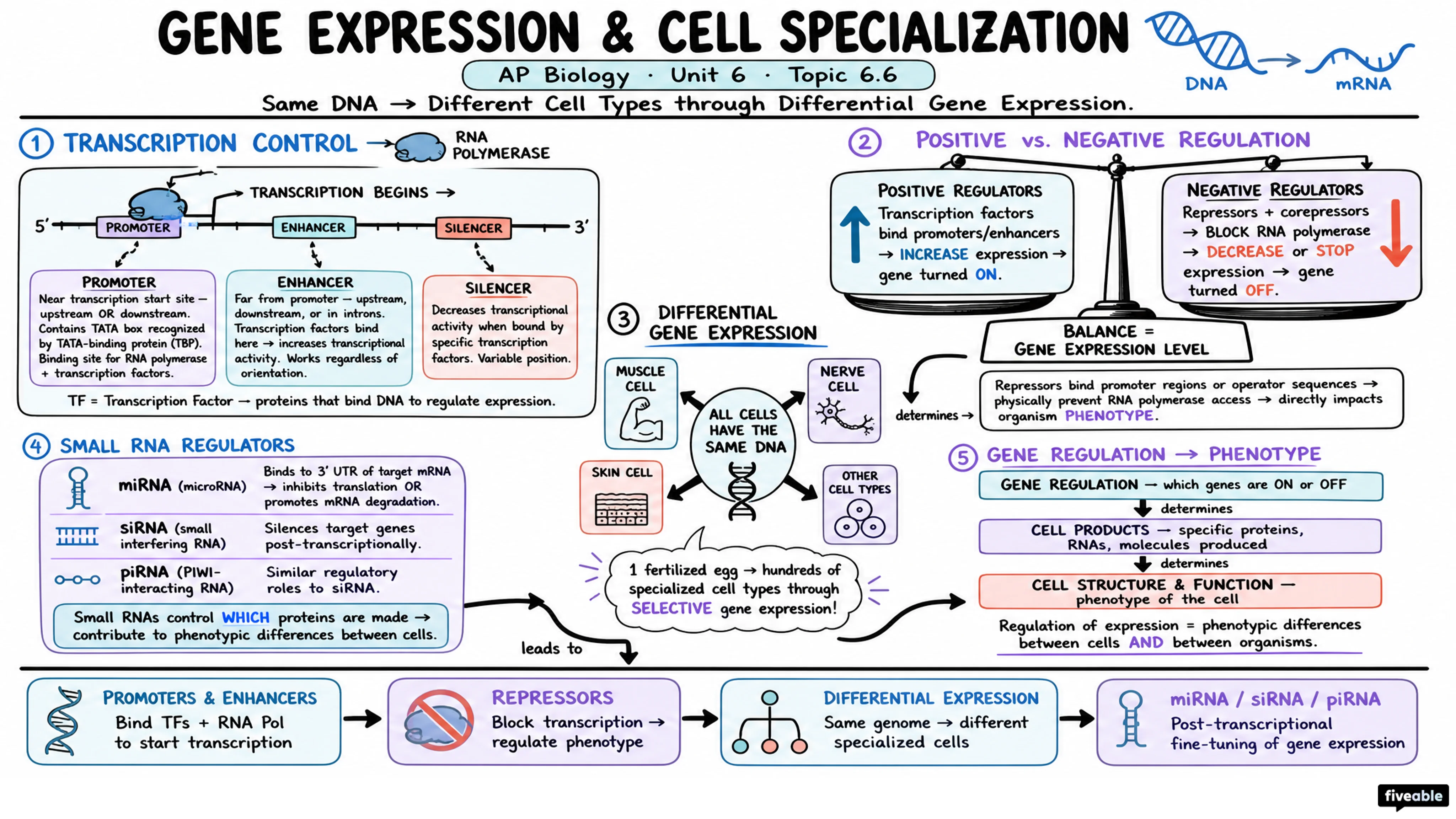6.6 Gene Expression and Cell Specialization - AP Biology - Unit 6 visual cheatsheet