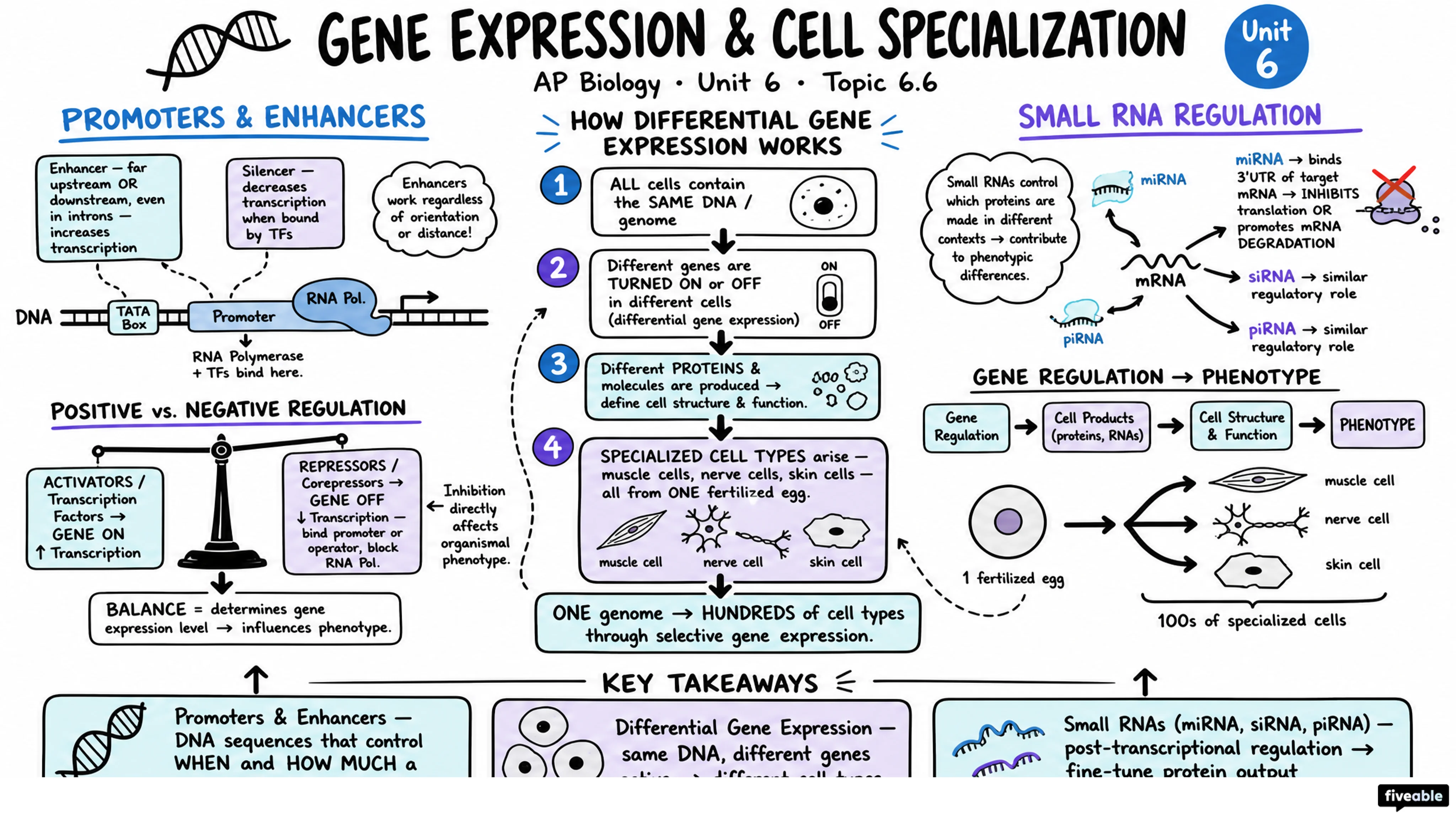 6.6 Gene Expression and Cell Specialization - AP Biology - Unit 6 visual cheatsheet