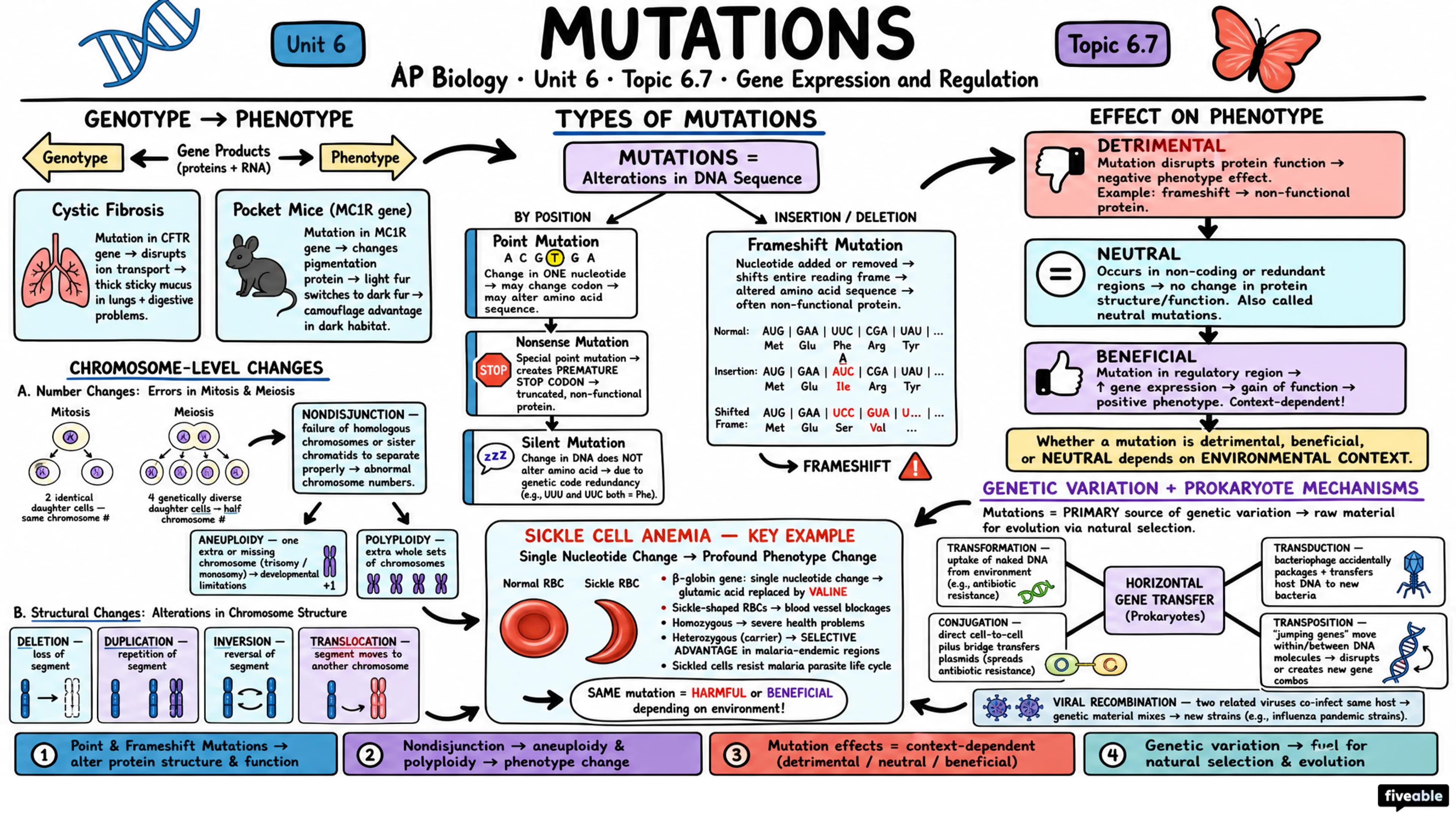 6.7 Mutations - AP Biology - Unit 6 visual cheatsheet