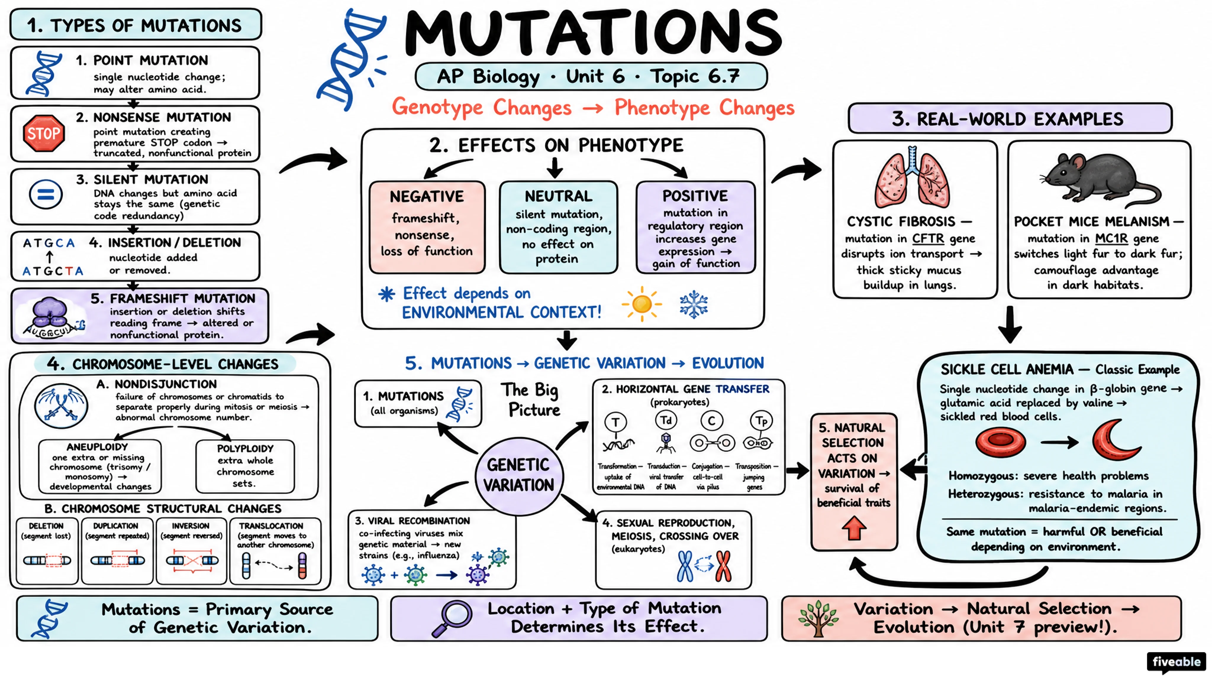 6.7 Mutations - AP Biology - Unit 6 visual cheatsheet