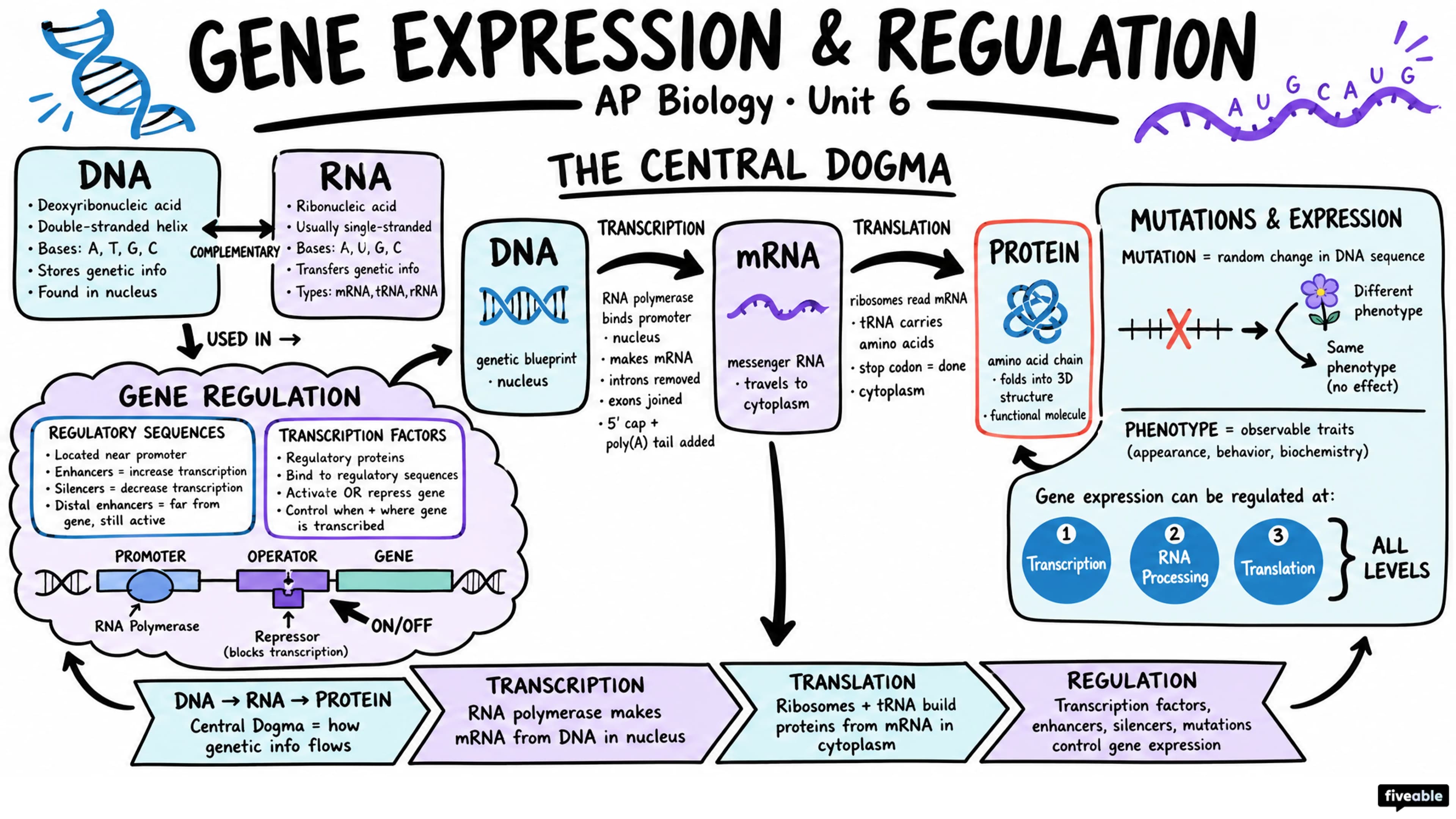 Unit 6 Overview: Gene Expression and Regulation - AP Biology - Unit 6 visual cheatsheet