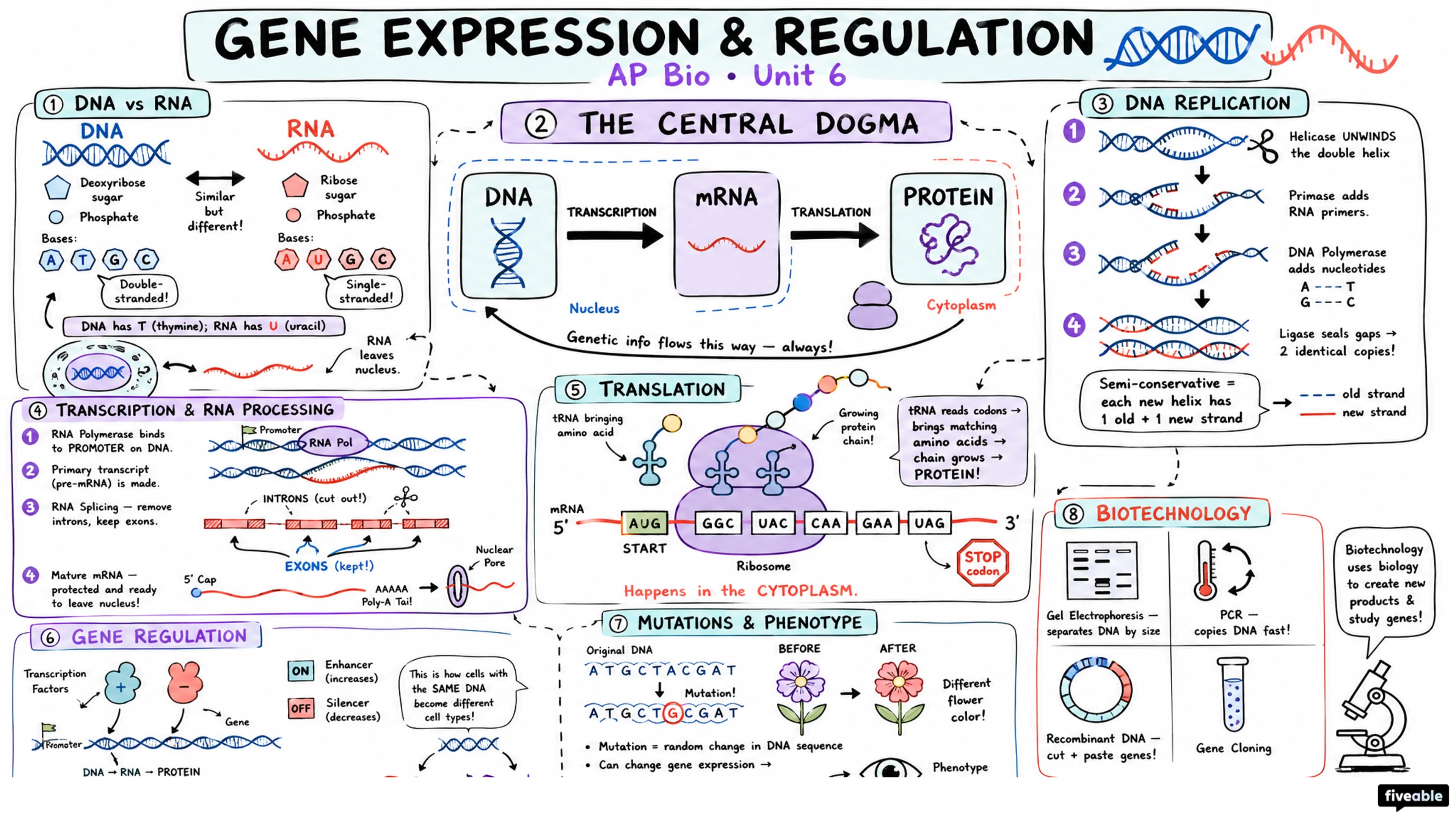 Unit 6 Overview: Gene Expression and Regulation - AP Biology - Unit 6 visual cheatsheet
