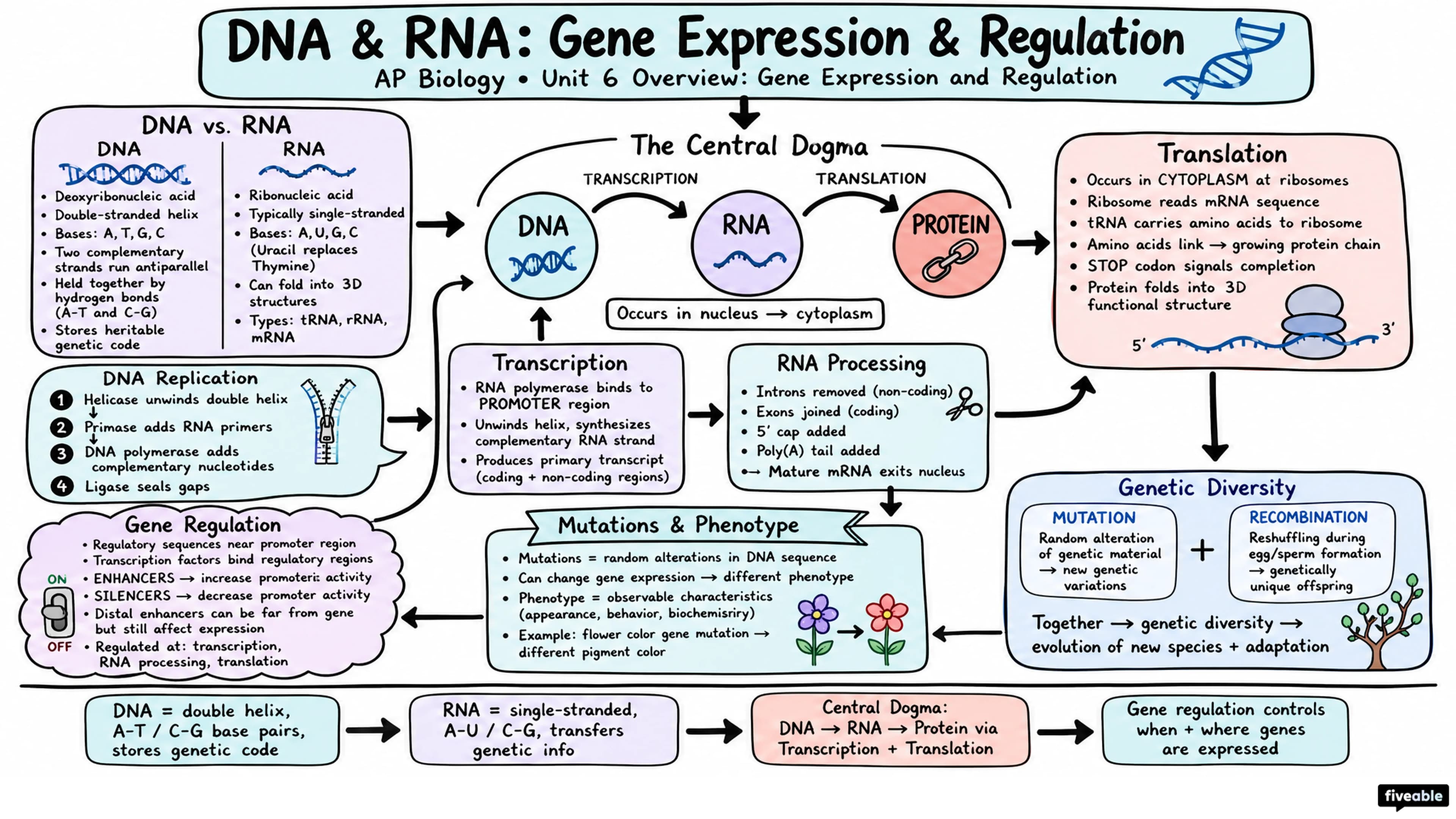 Unit 6 Overview: Gene Expression and Regulation - AP Biology - Unit 6 visual cheatsheet