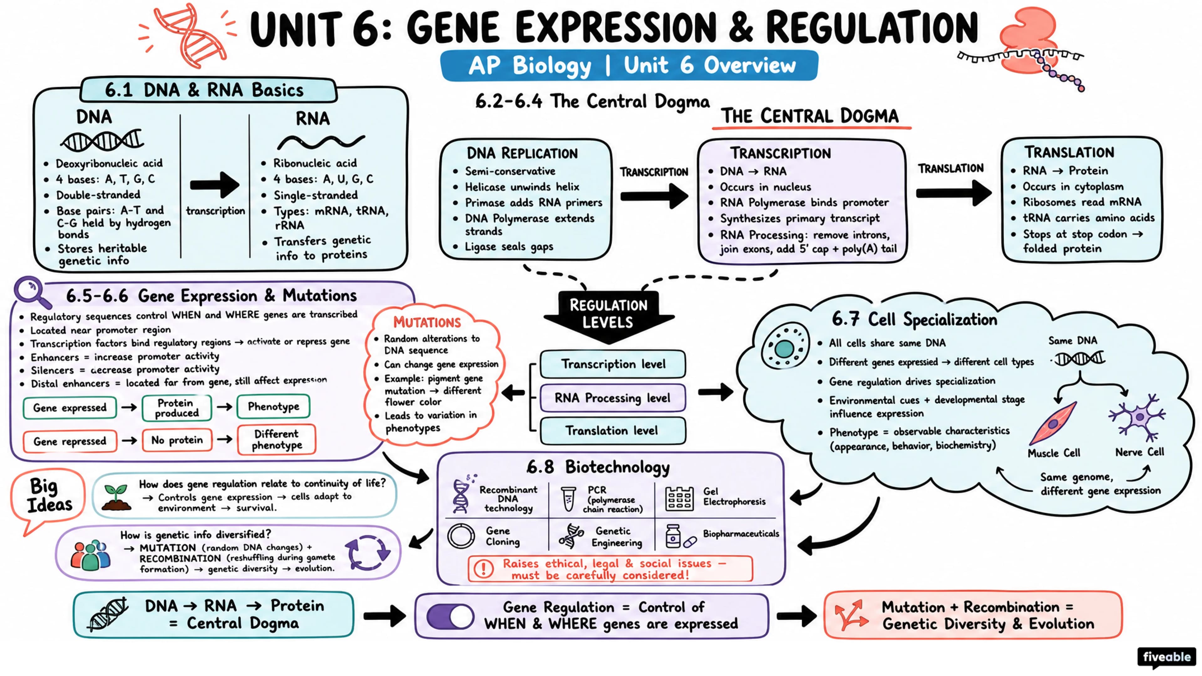 Unit 6 Overview: Gene Expression and Regulation - AP Biology - Unit 6 visual cheatsheet