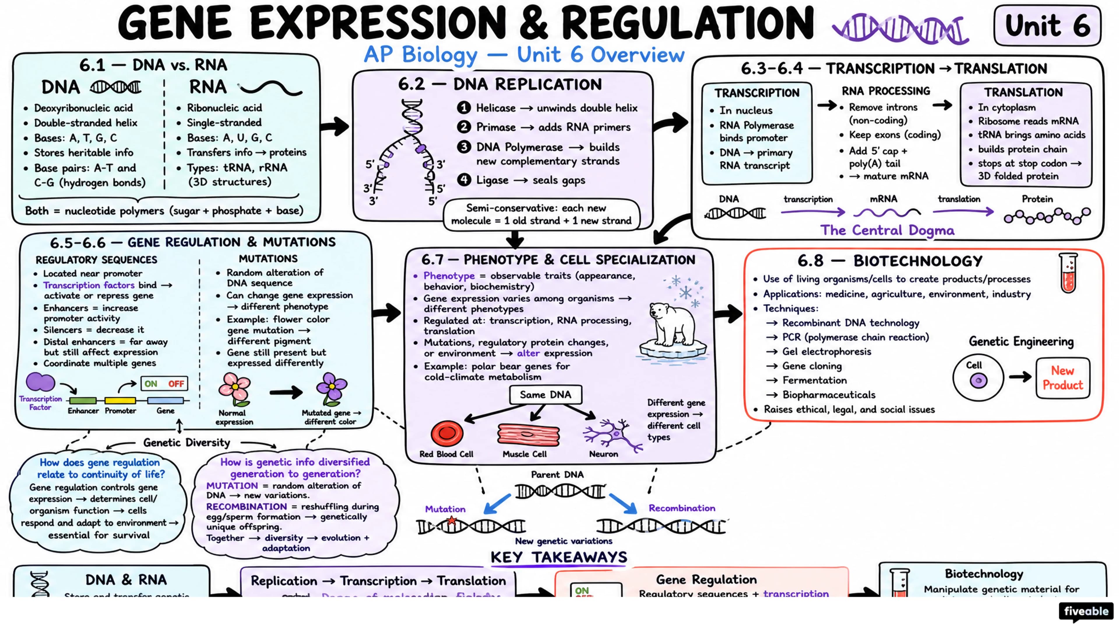 Unit 6 Overview: Gene Expression and Regulation - AP Biology - Unit 6 visual cheatsheet