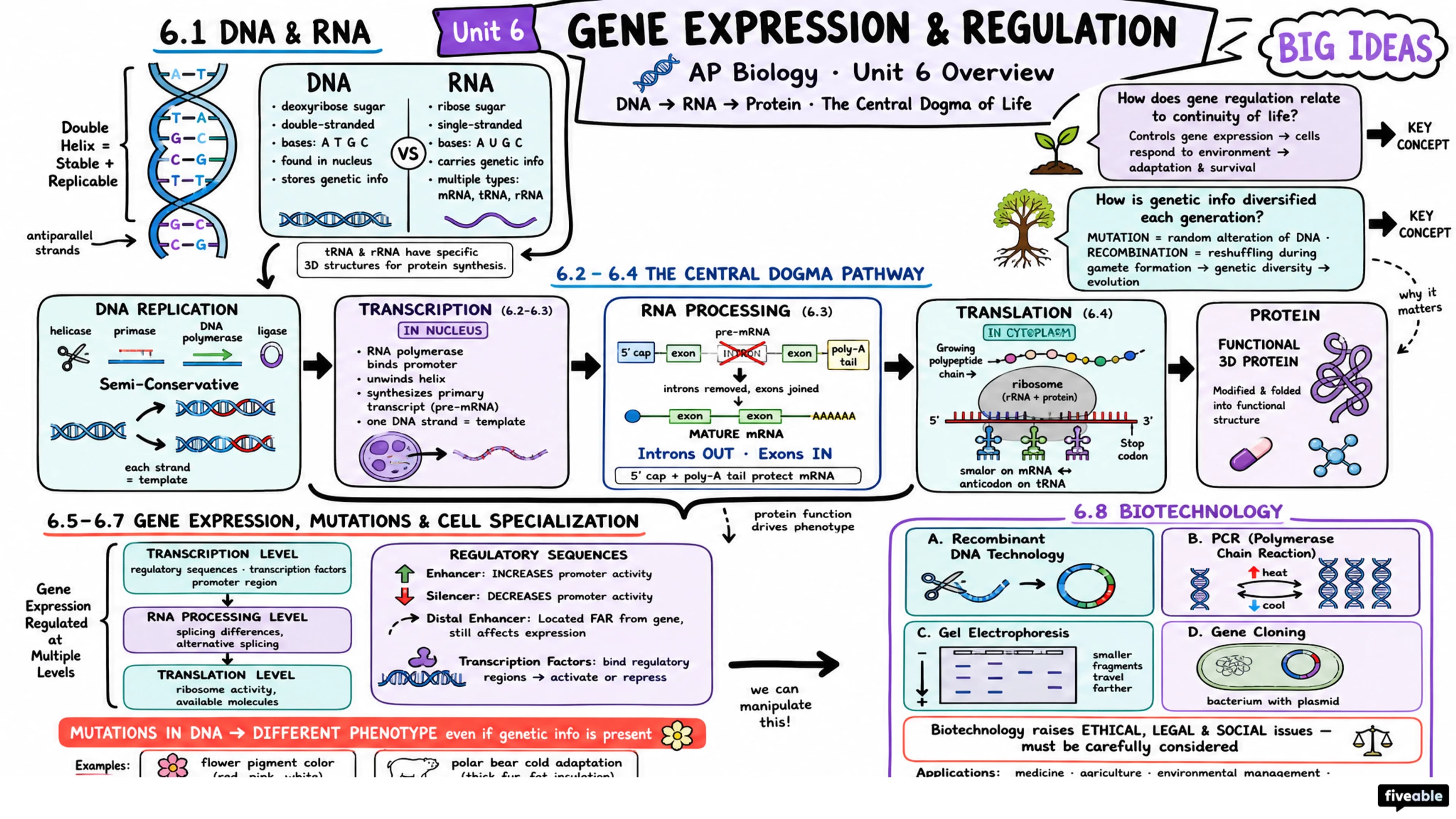 Unit 6 Overview: Gene Expression and Regulation - AP Biology - Unit 6 visual cheatsheet