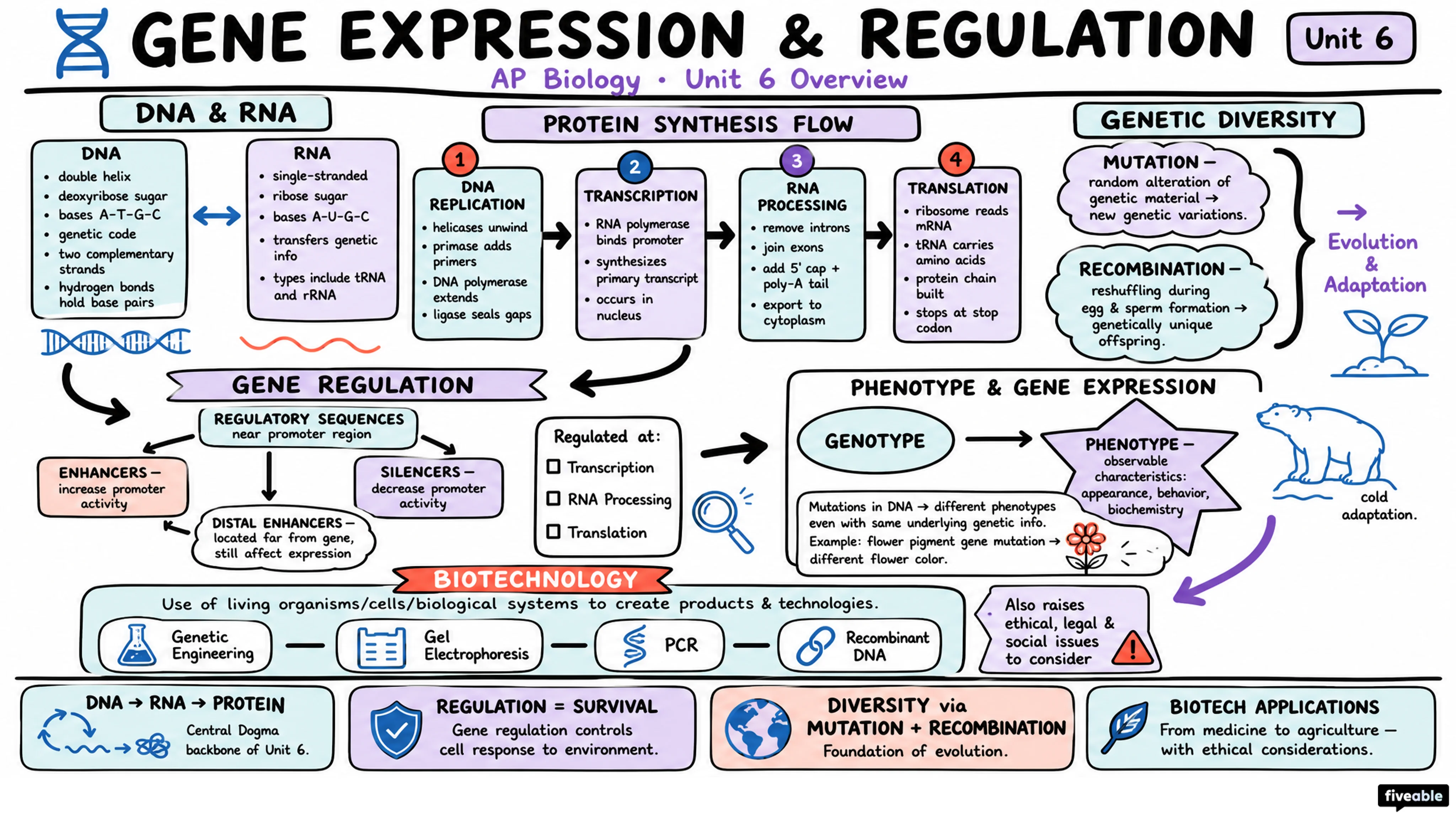 Unit 6 Overview: Gene Expression and Regulation - AP Biology - Unit 6 visual cheatsheet
