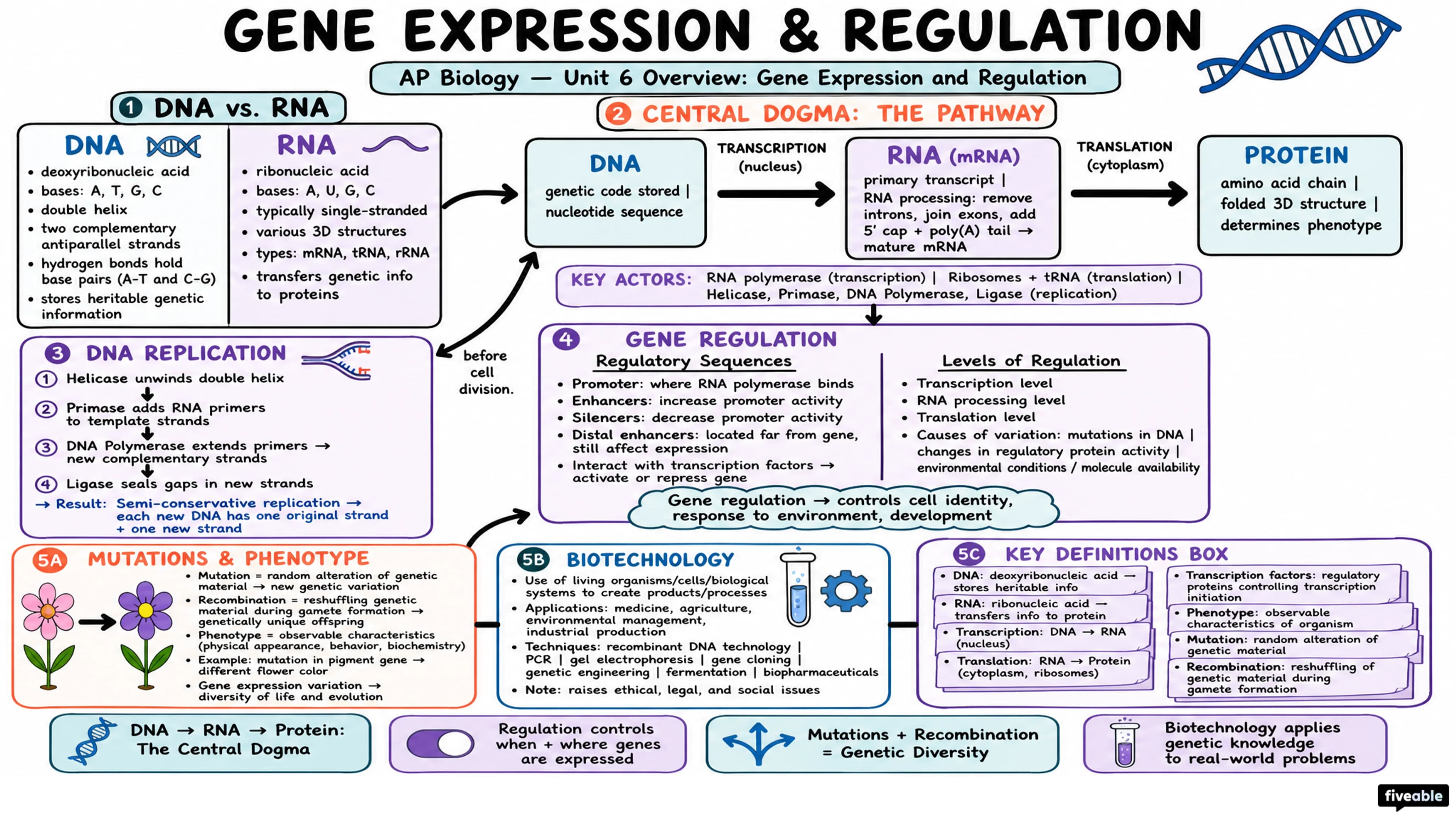 Unit 6 Overview: Gene Expression and Regulation - AP Biology - Unit 6 visual cheatsheet