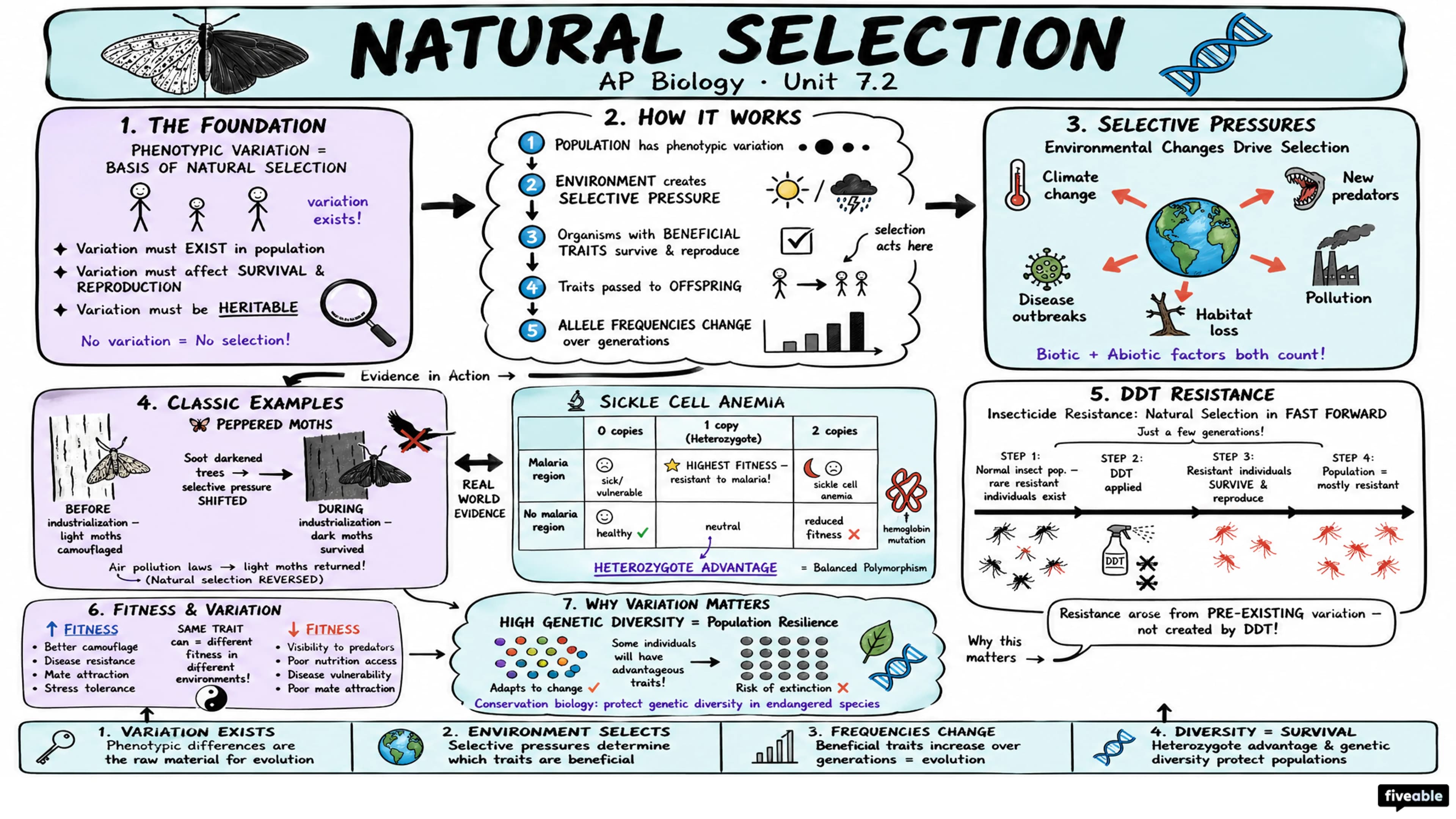 7.2 Natural Selection - AP Biology - Unit 7 visual cheatsheet