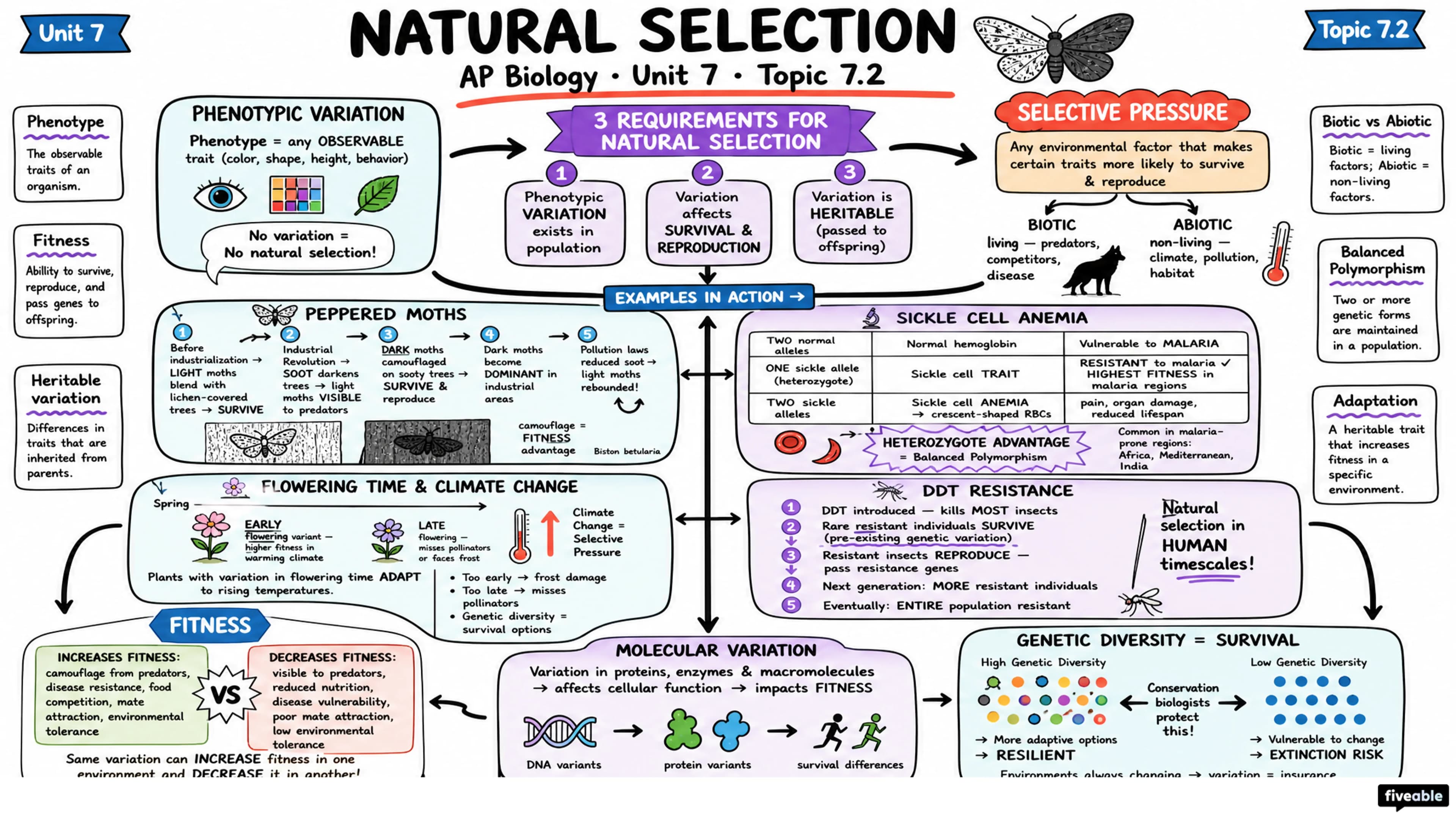 7.2 Natural Selection - AP Biology - Unit 7 visual cheatsheet