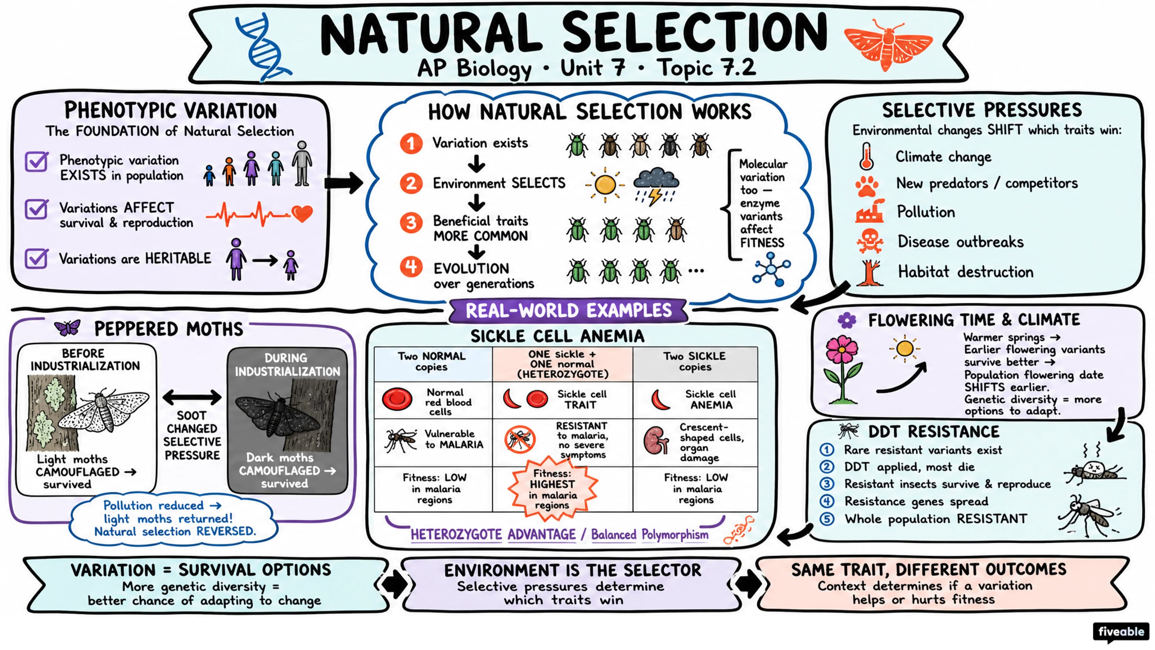 7.2 Natural Selection - AP Biology - Unit 7 visual cheatsheet