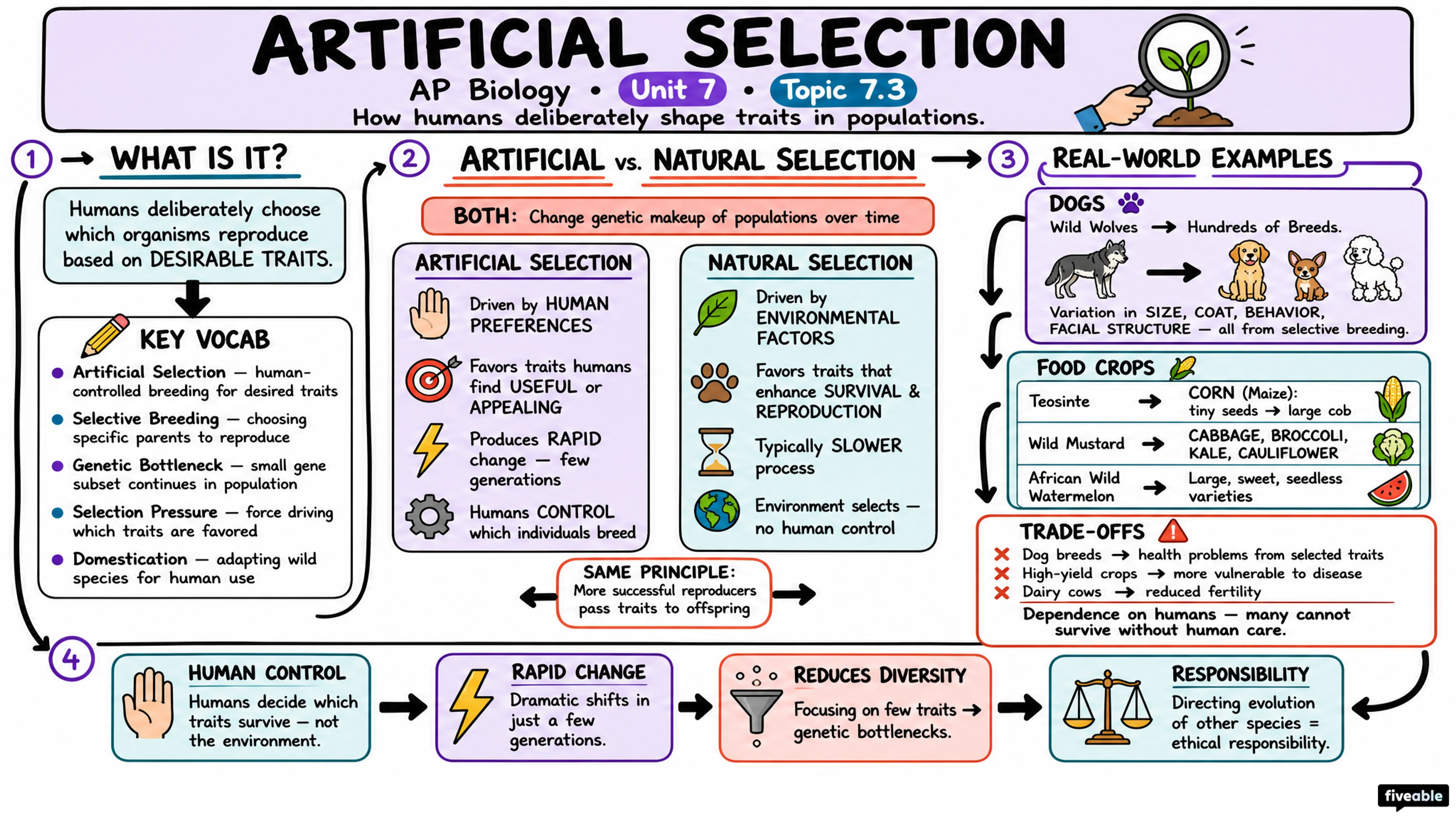 7.3 Artificial Selection - AP Biology - Unit 7 visual cheatsheet