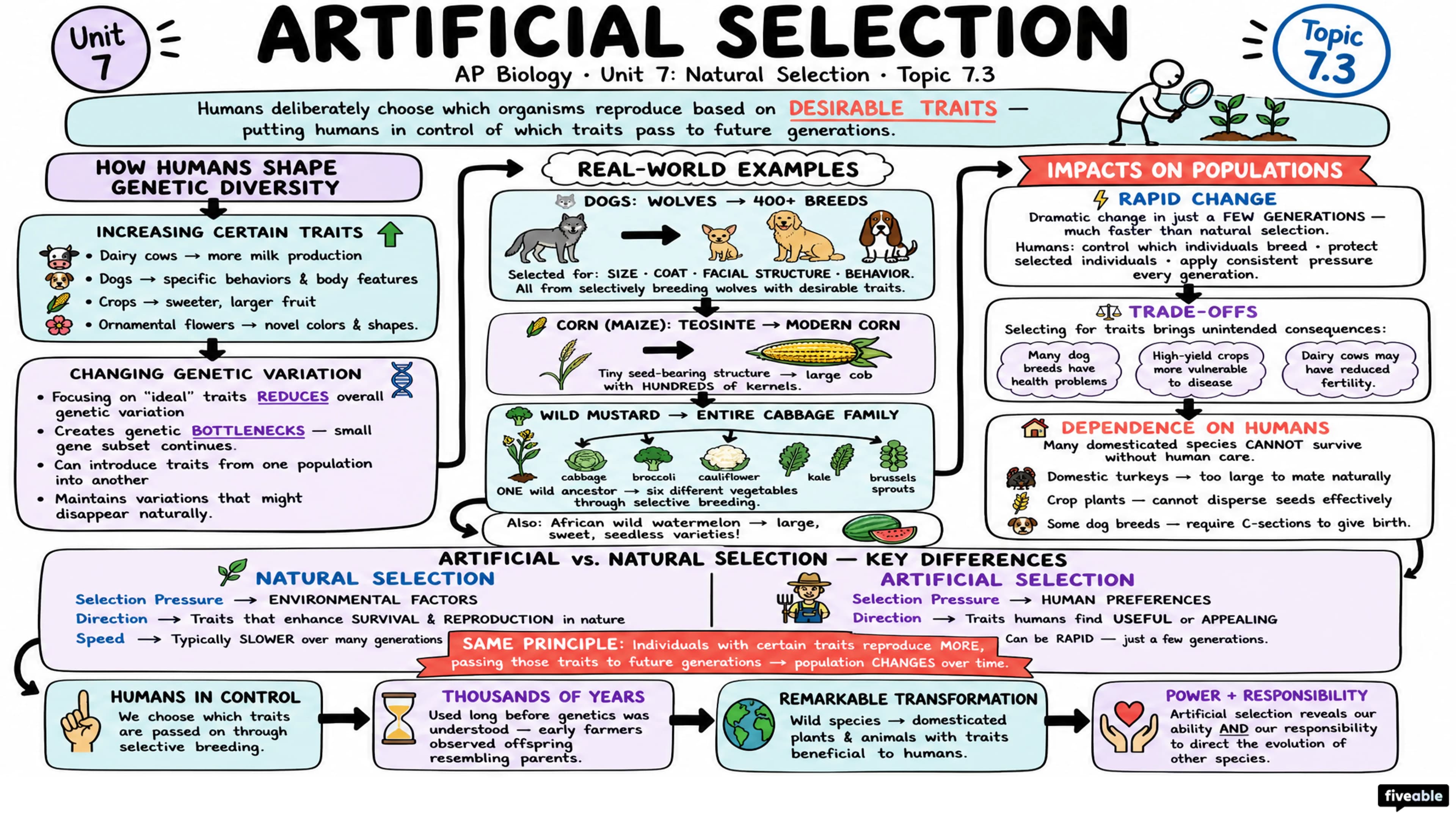 7.3 Artificial Selection - AP Biology - Unit 7 visual cheatsheet