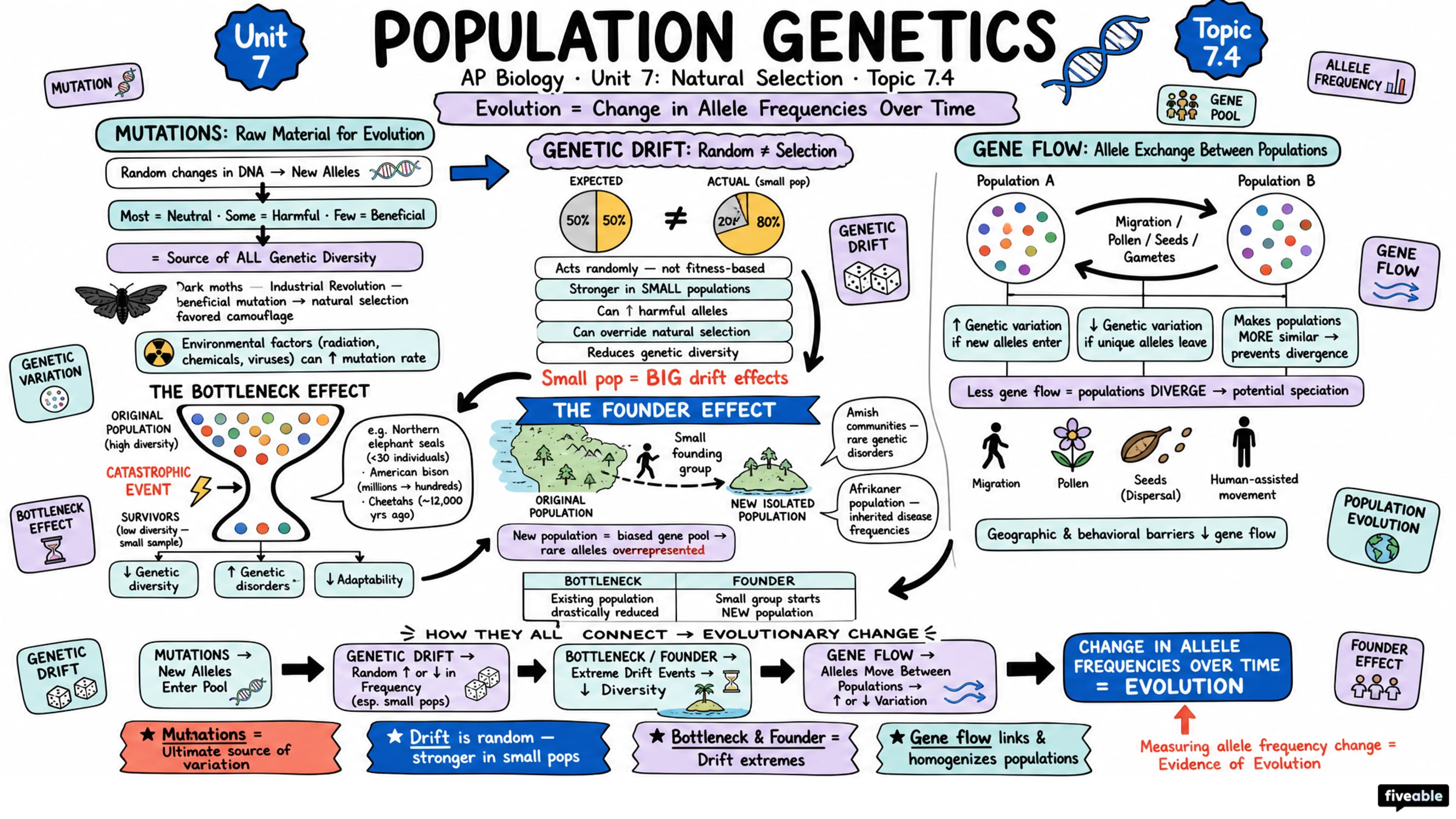 7.4 Population Genetics - AP Biology - Unit 7 visual cheatsheet