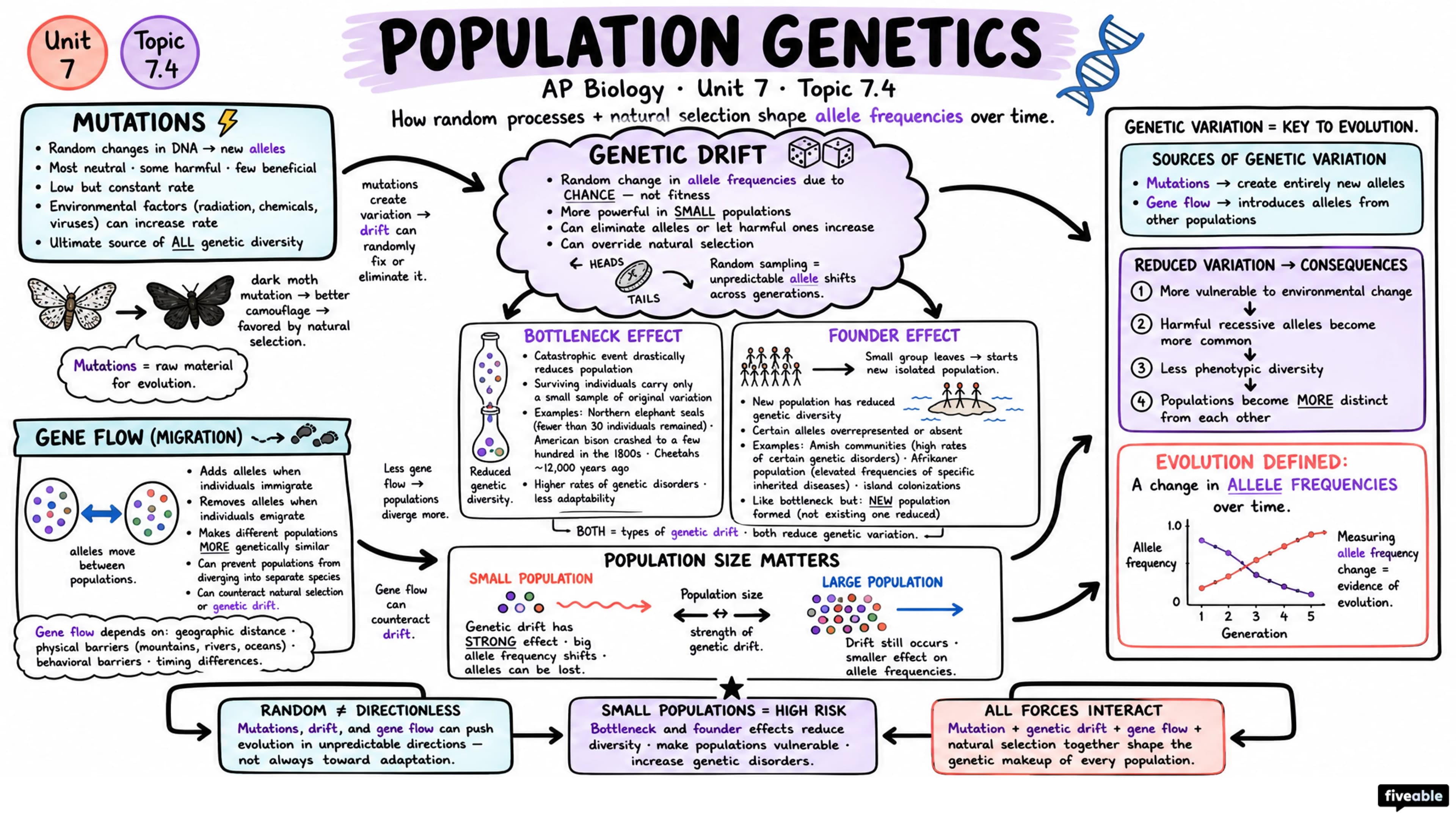 7.4 Population Genetics - AP Biology - Unit 7 visual cheatsheet