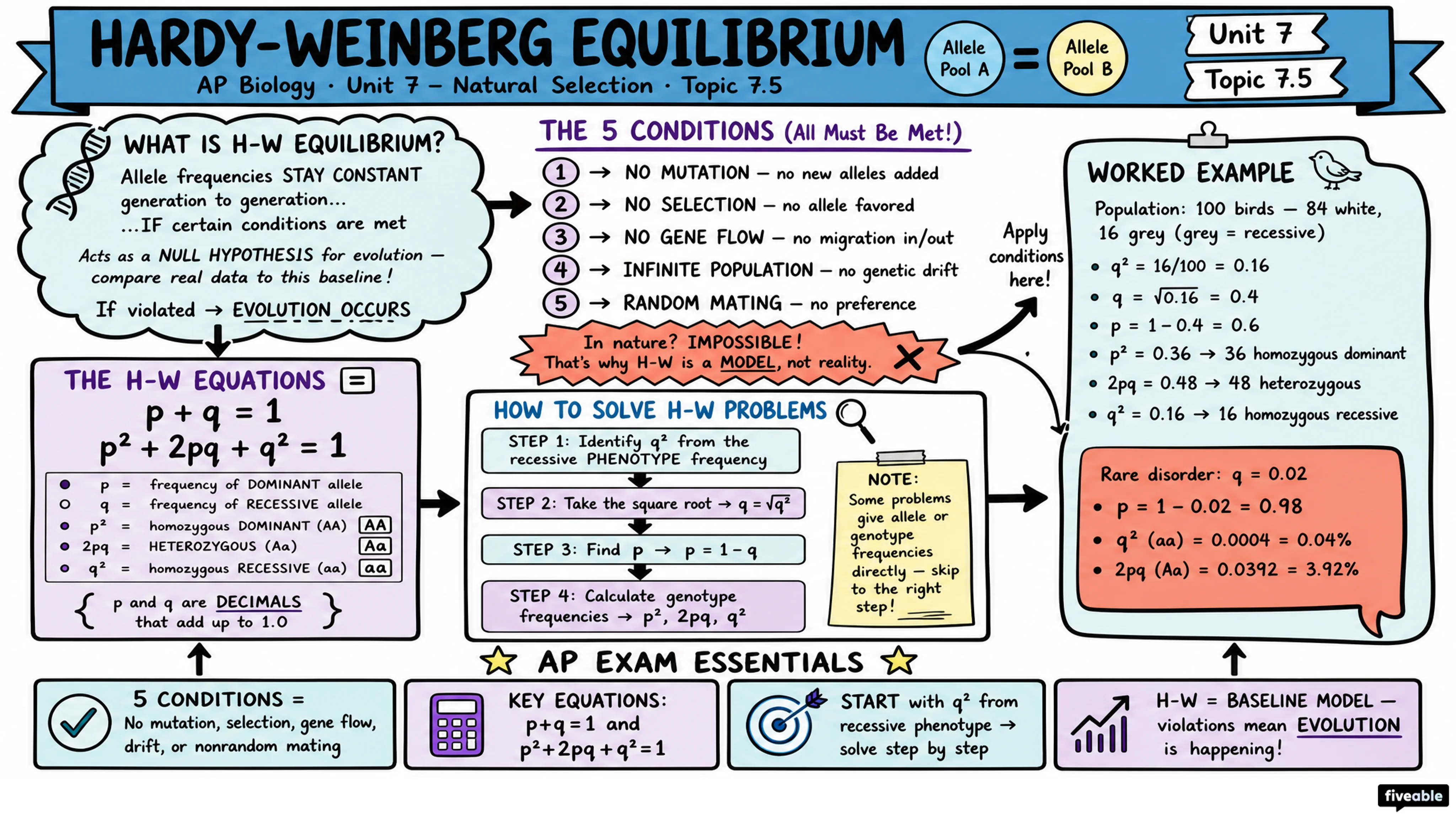 7.5 Hardy-Weinberg Equilibrium - AP Biology - Unit 7 visual cheatsheet